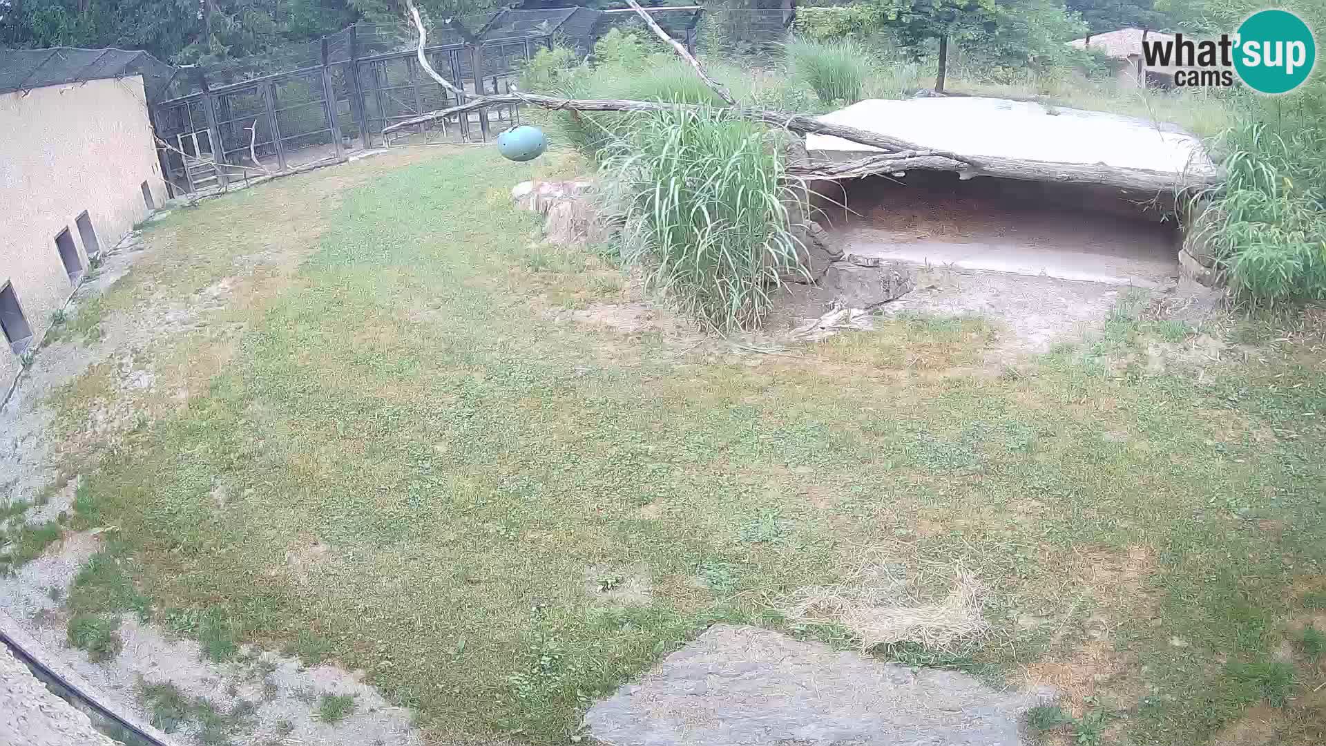 LEONE live Webcam nello zoo di Lubiana – Slovenia