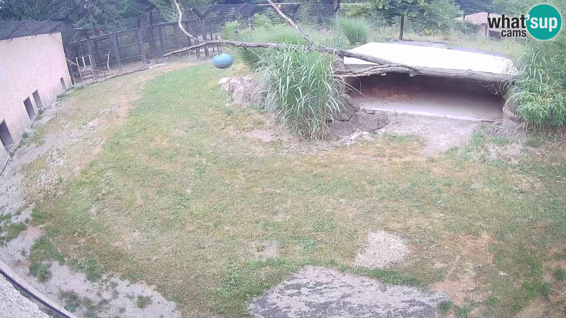 LEONE live Webcam nello zoo di Lubiana – Slovenia