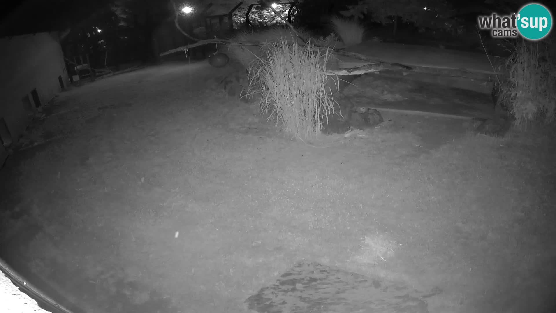 LION webcam en direct du zoo de Ljubljana – Slovénie