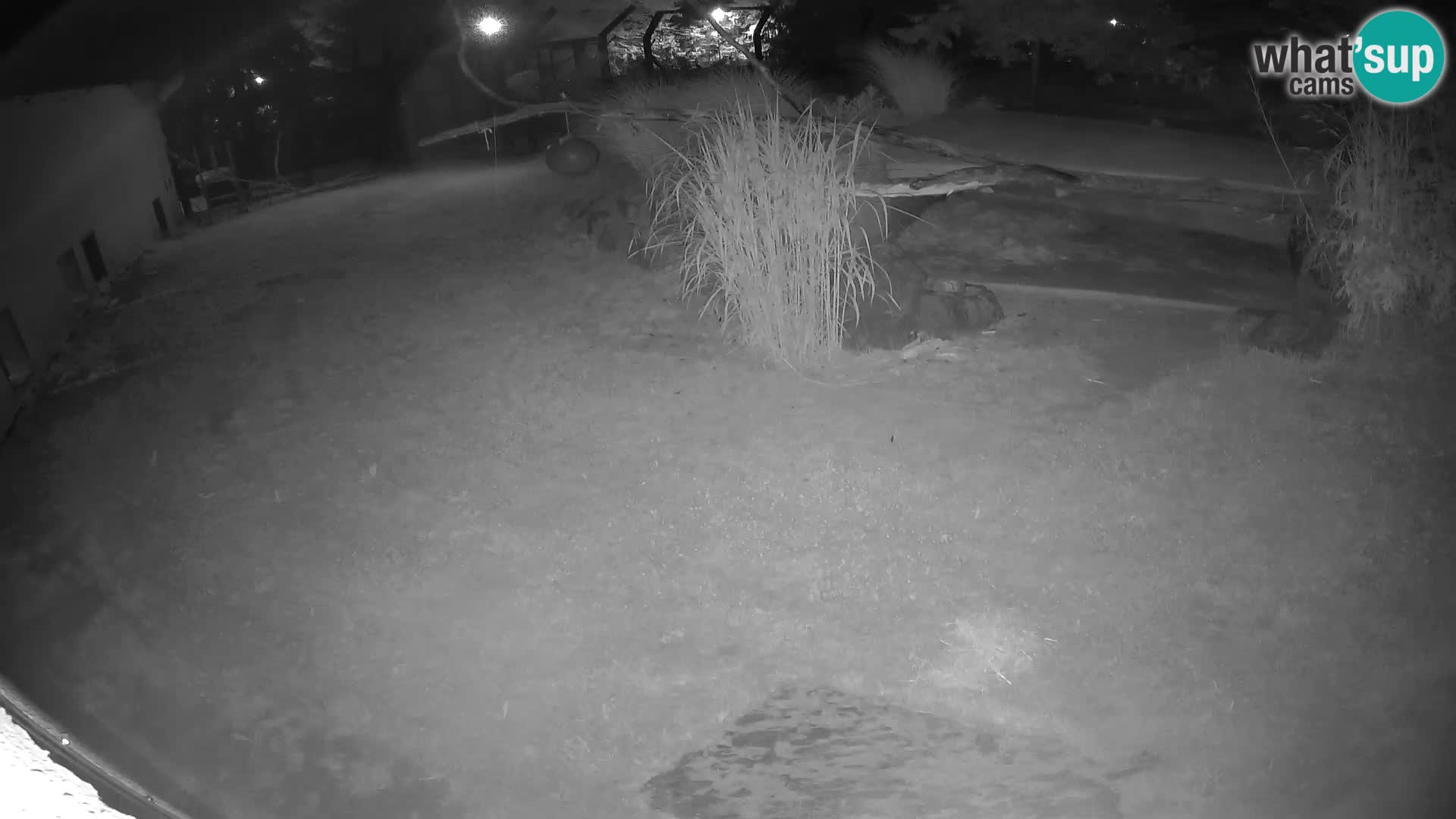 LEONE live Webcam nello zoo di Lubiana – Slovenia