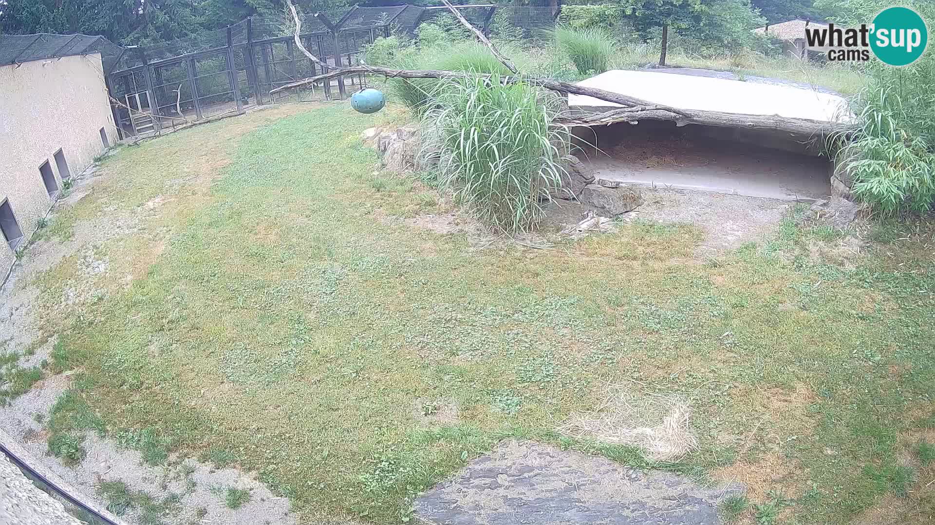 LEONE live Webcam nello zoo di Lubiana – Slovenia