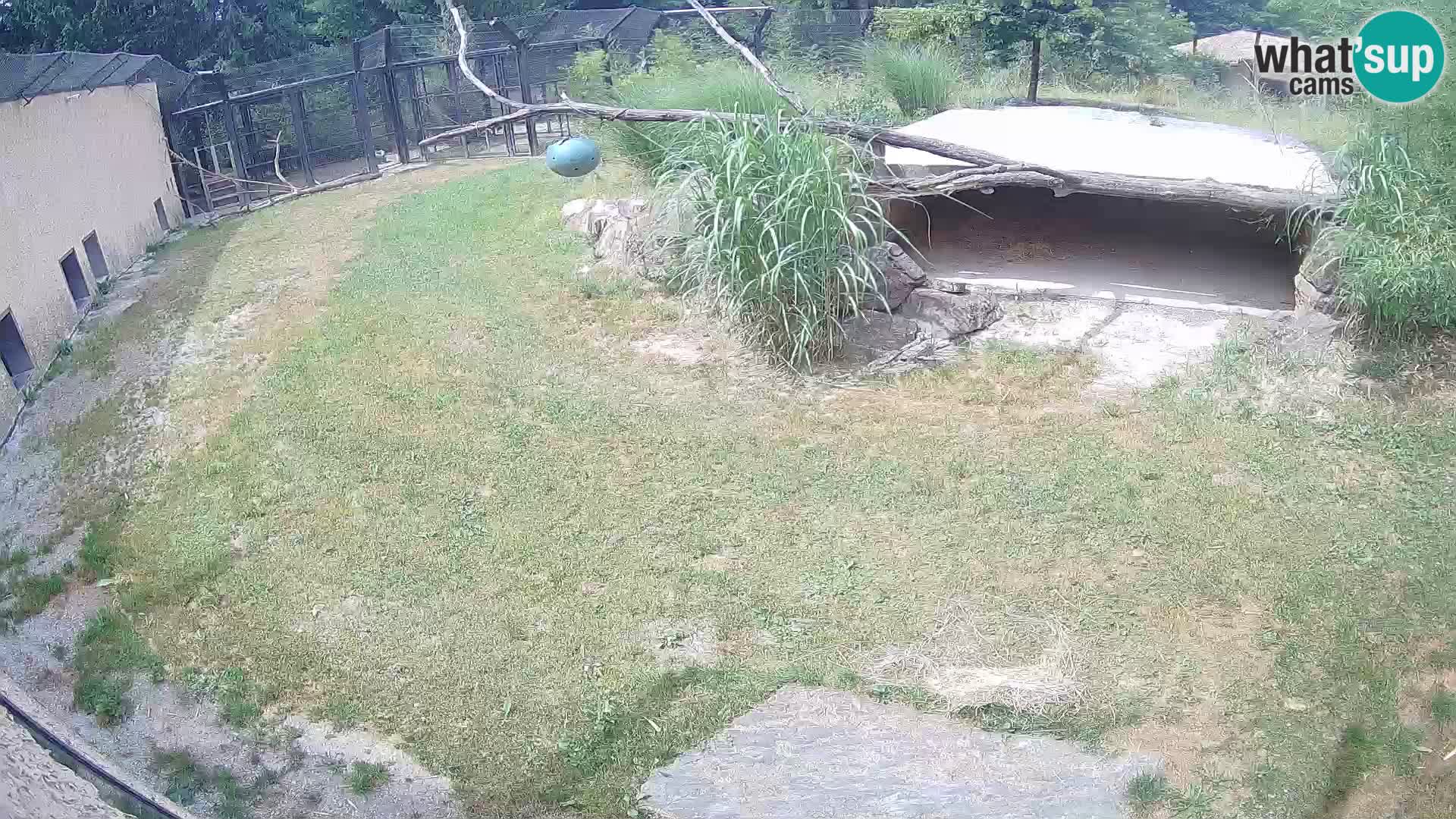 LEVI spletna kamera v živalskem vrtu Ljubljana Zoo