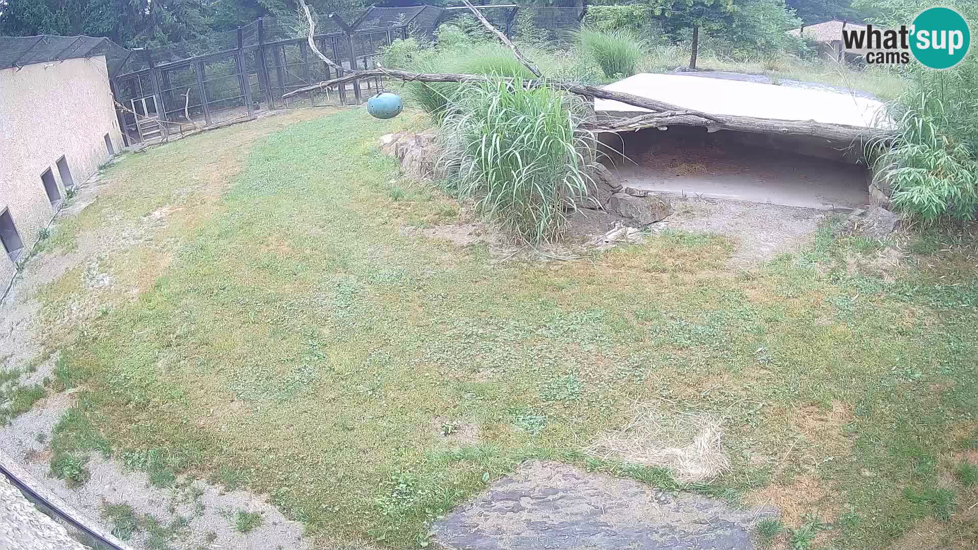 LEON Webcam en vivo en Ljubljana Zoo – Eslovenia