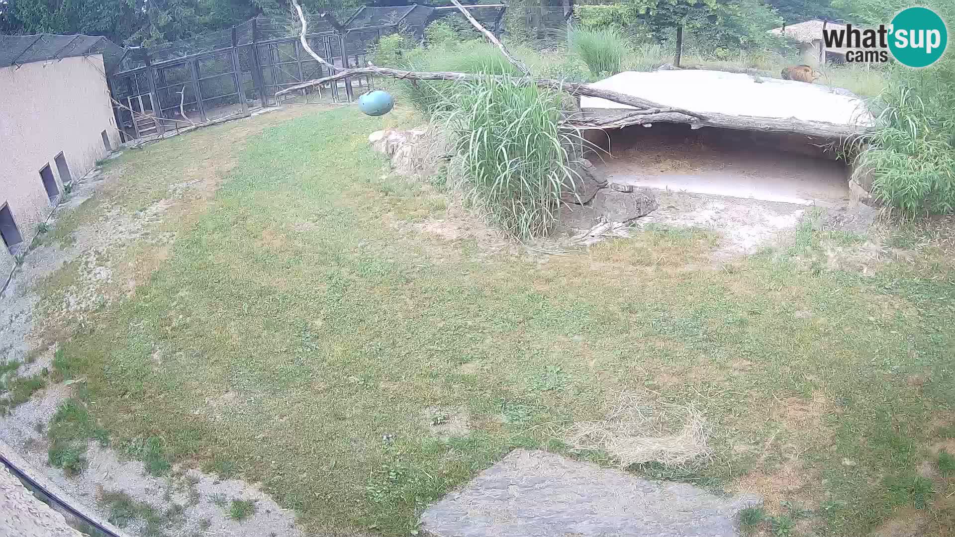 LEVI spletna kamera v živalskem vrtu Ljubljana Zoo