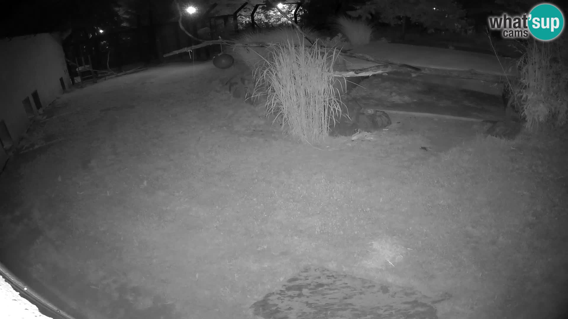 Löwe live Webcam im Zoo von Ljubljana – Slowenien
