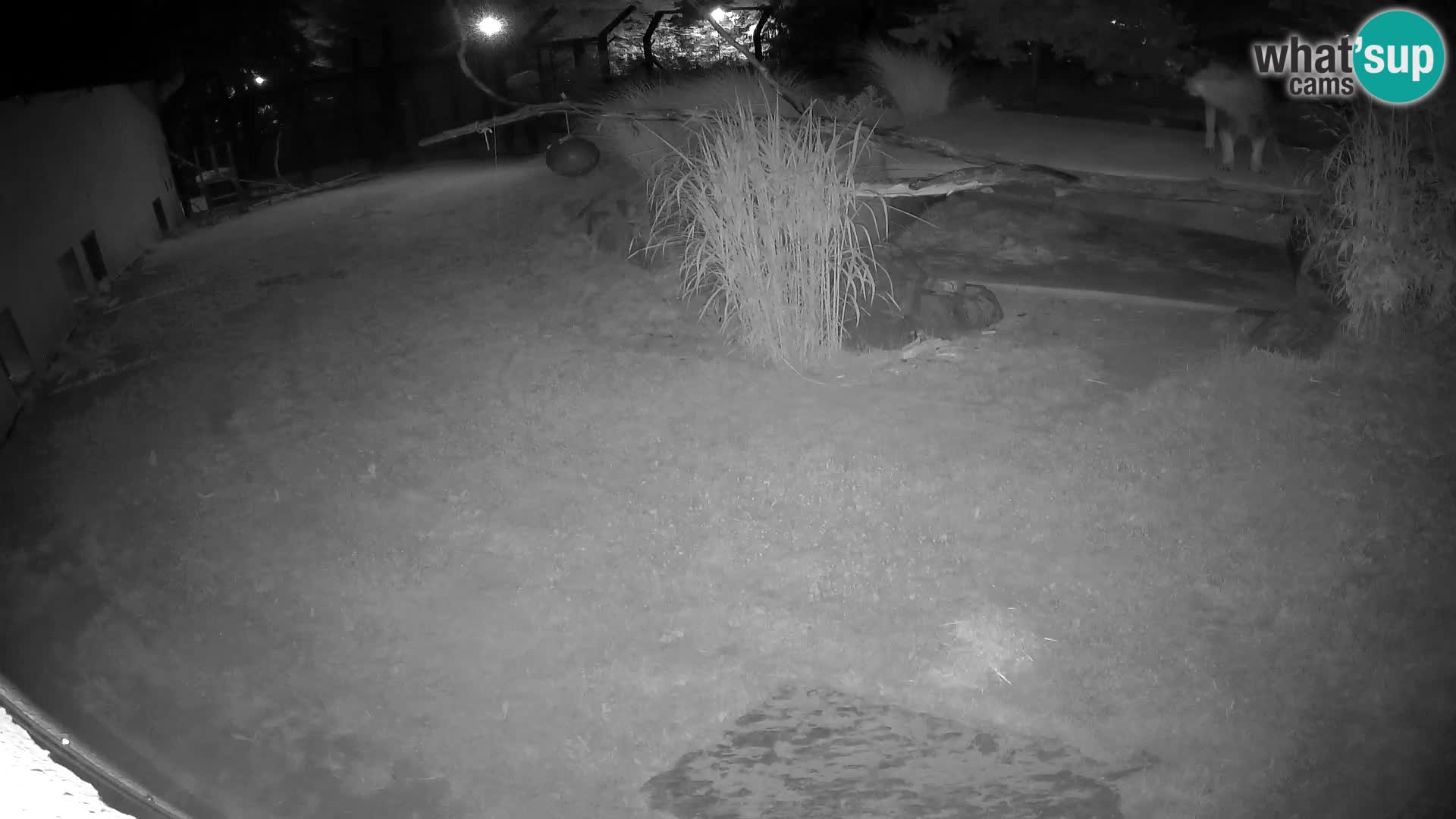 Löwe live Webcam im Zoo von Ljubljana – Slowenien