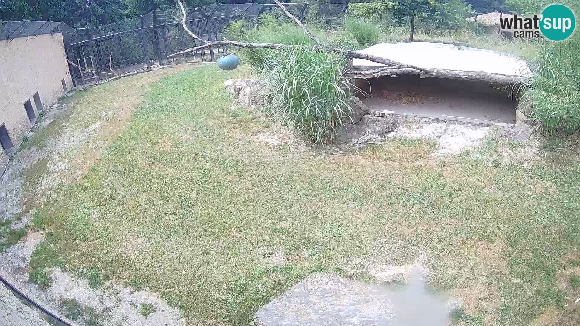 Löwe live Webcam im Zoo von Ljubljana – Slowenien