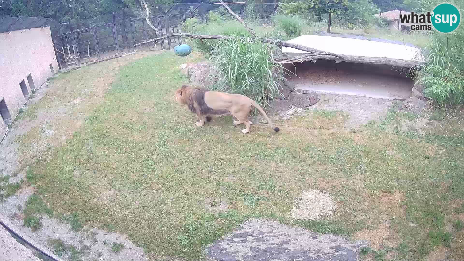 LION live Webcam in Ljubljana Zoo – Slovenia