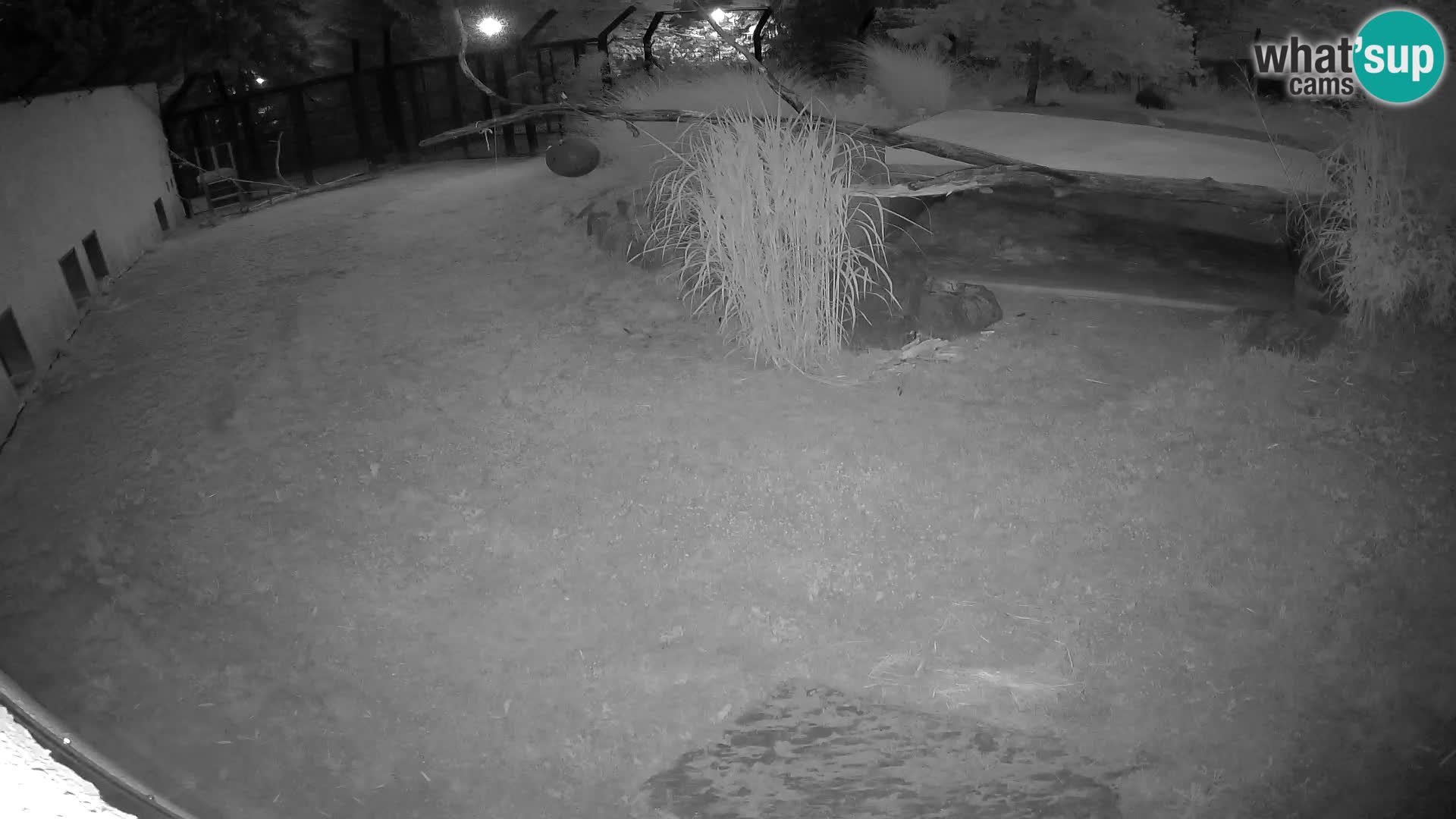 LION webcam en direct du zoo de Ljubljana – Slovénie