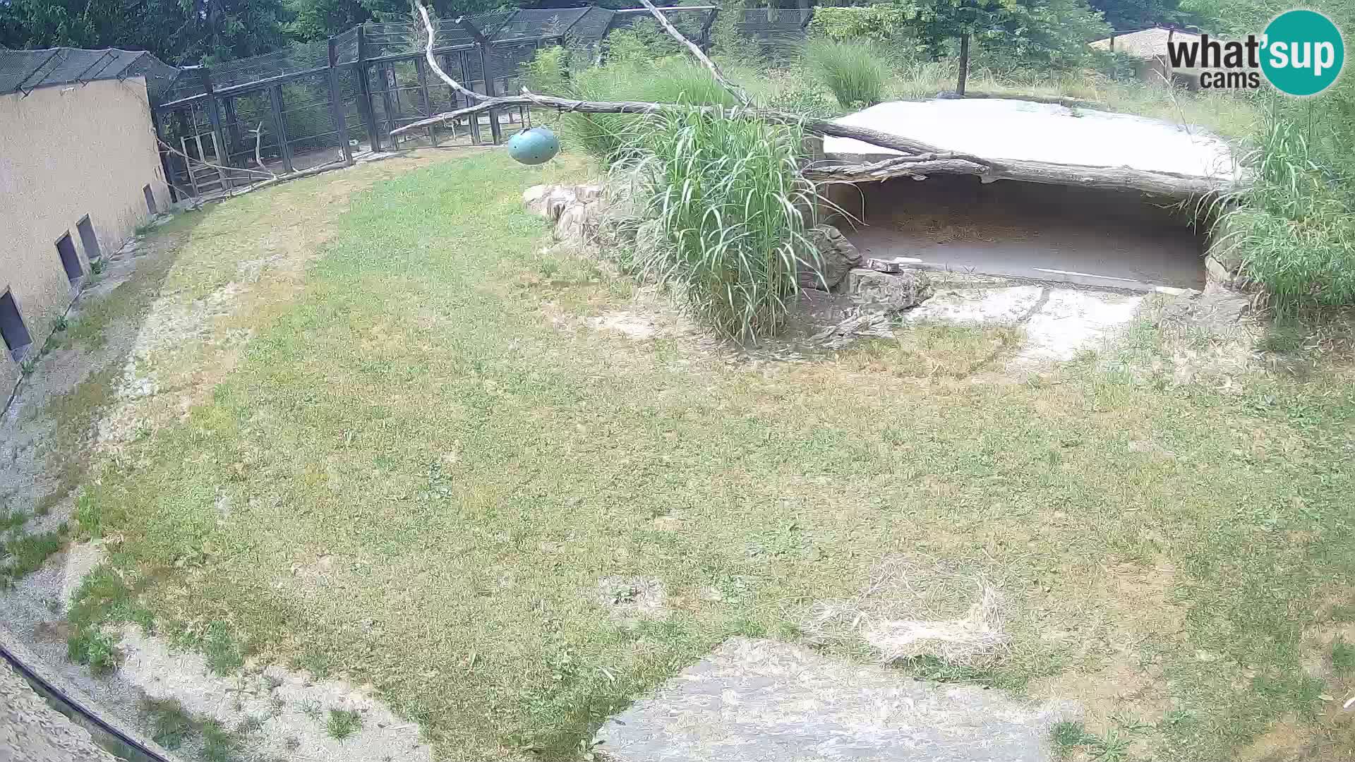 LEVI spletna kamera v živalskem vrtu Ljubljana Zoo
