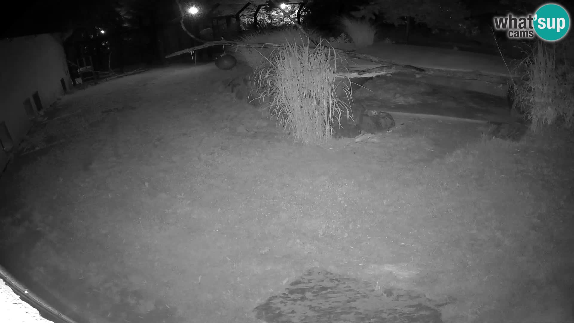 LION webcam en direct du zoo de Ljubljana – Slovénie