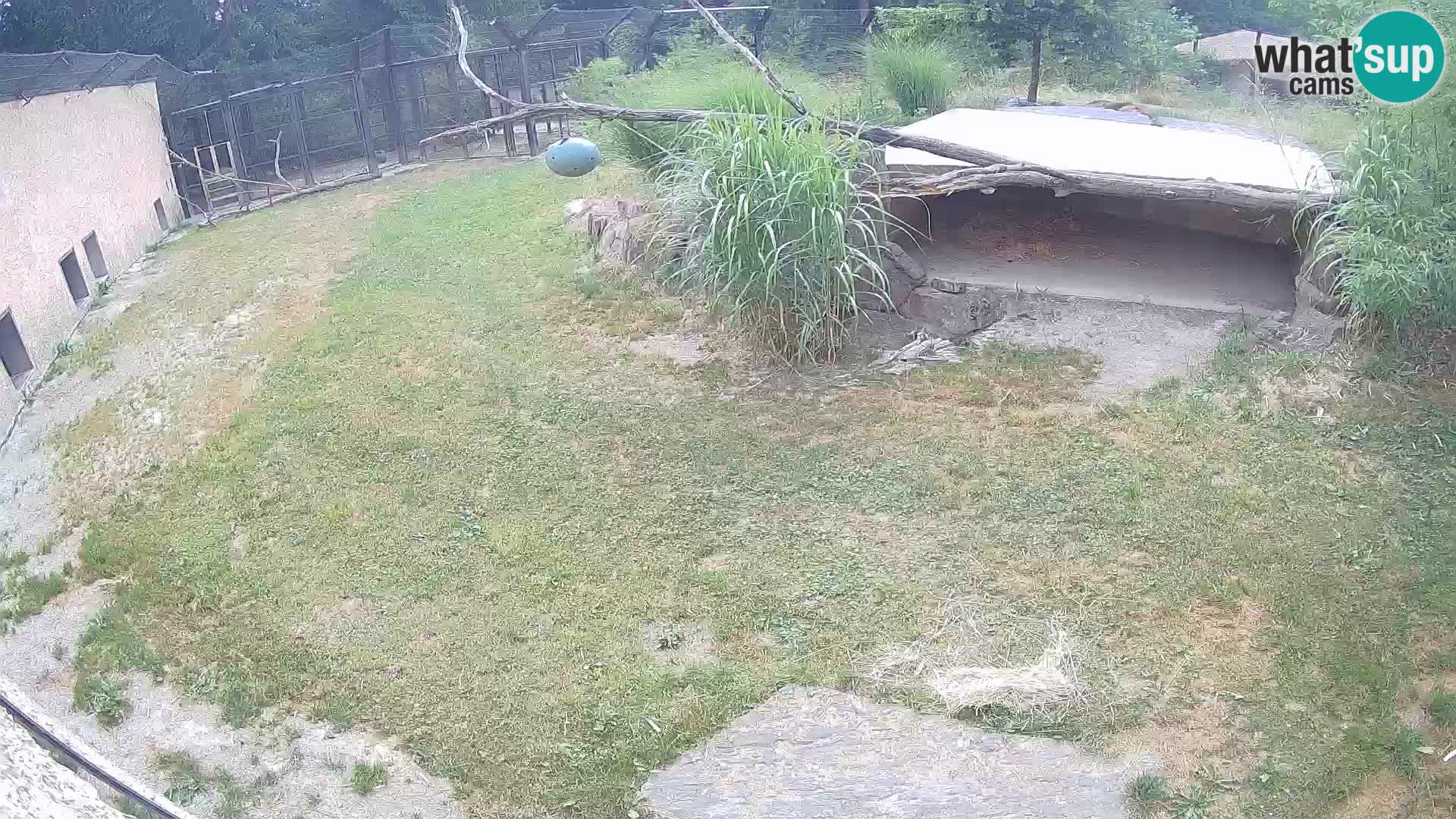 LEONE live Webcam nello zoo di Lubiana – Slovenia