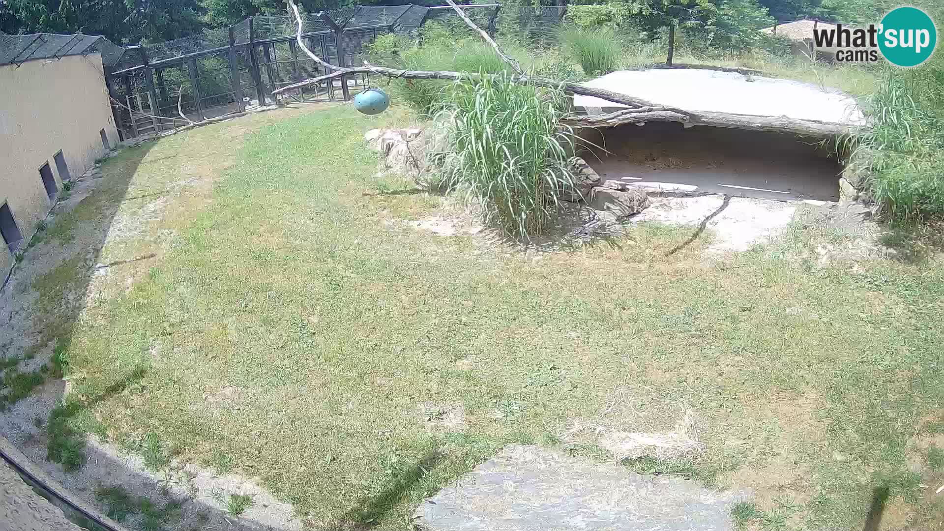 LEON Webcam en vivo en Ljubljana Zoo – Eslovenia