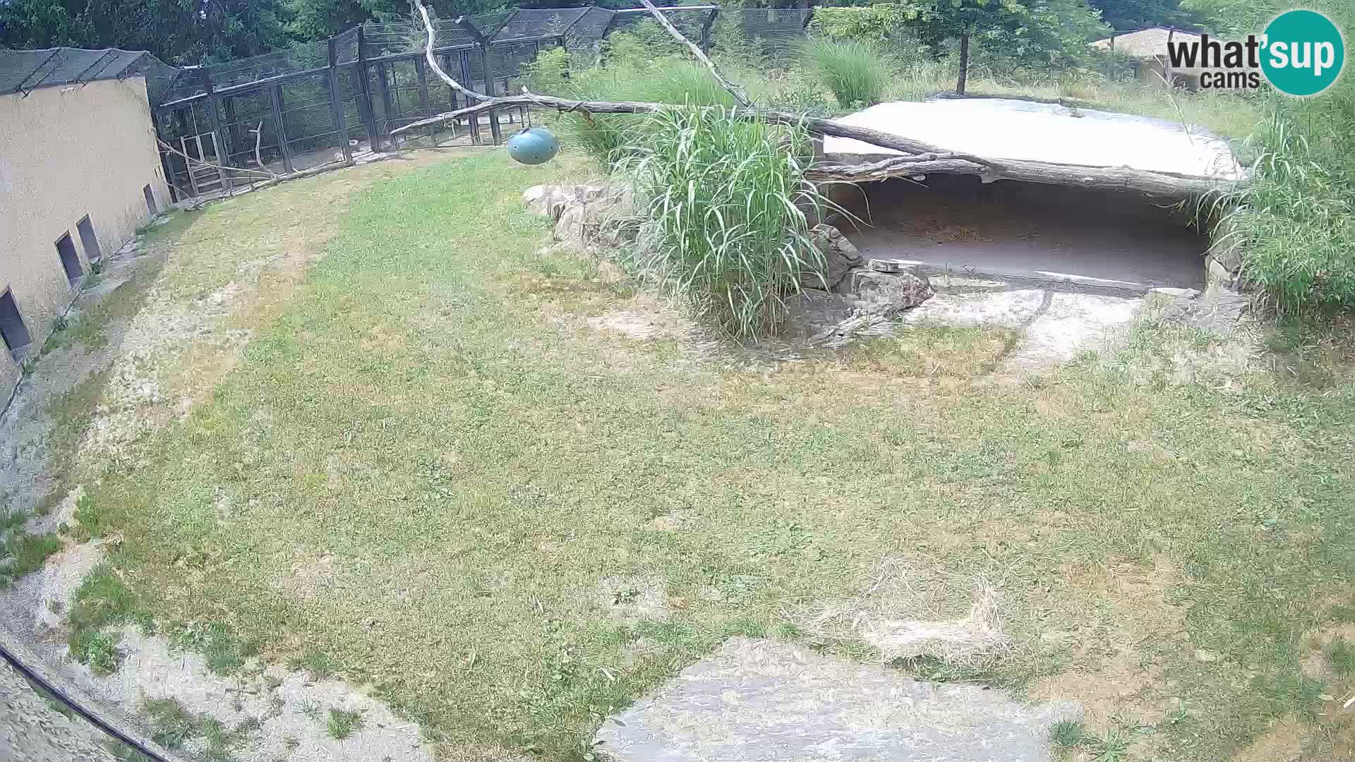 Lavovi web kamera uživo u ljubljanskom zoološkom vrtu – Slovenija