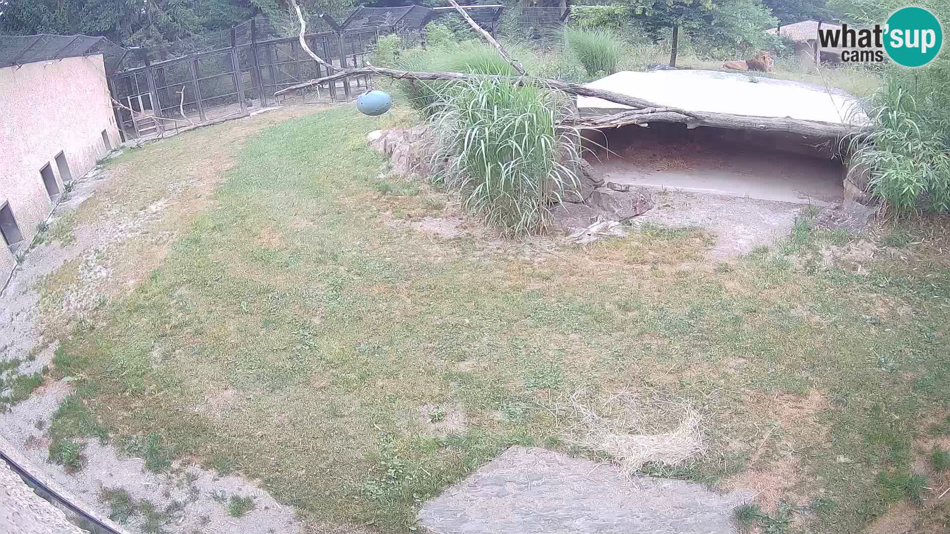 LEONE live Webcam nello zoo di Lubiana – Slovenia