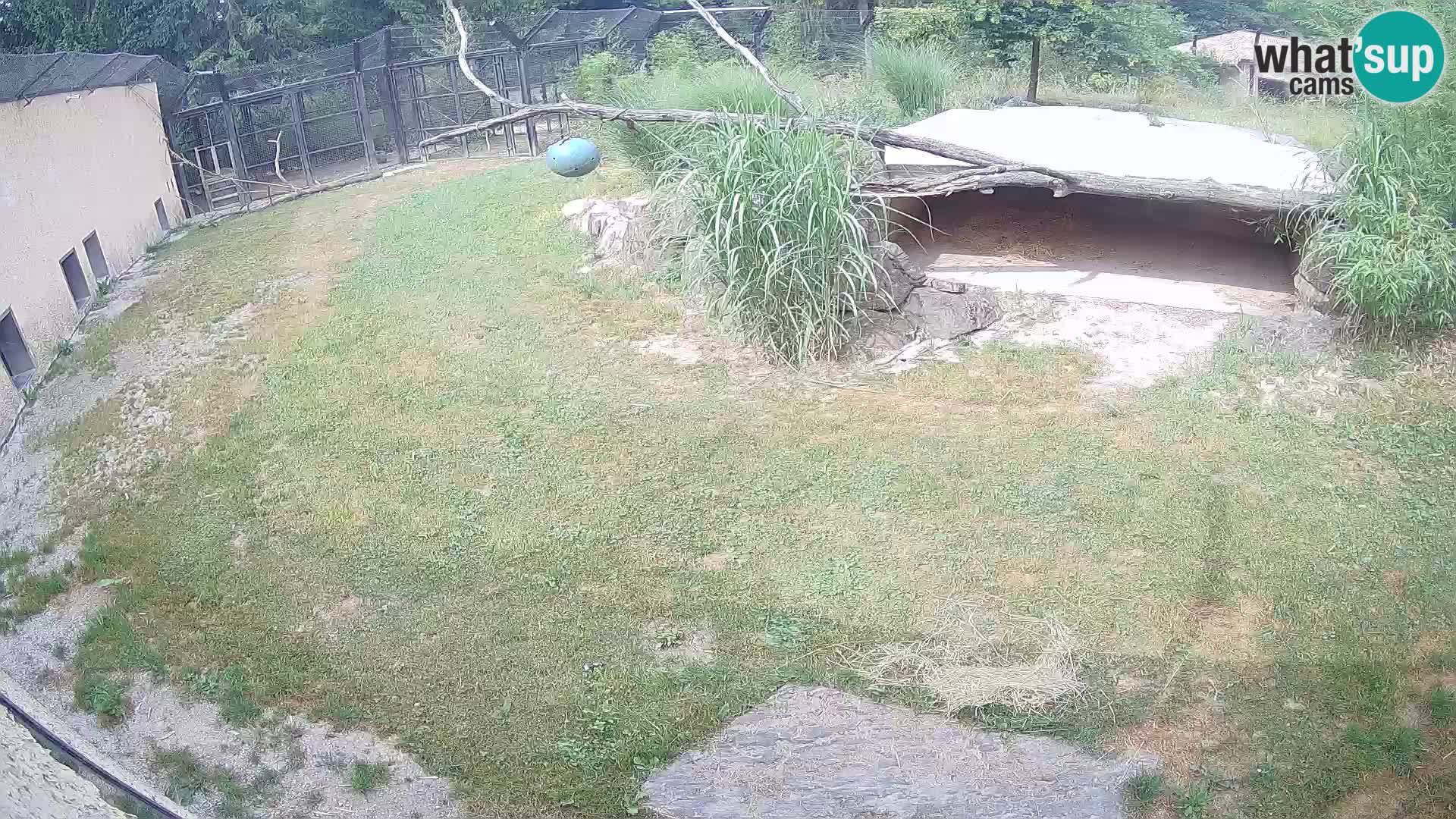 Löwe live Webcam im Zoo von Ljubljana – Slowenien