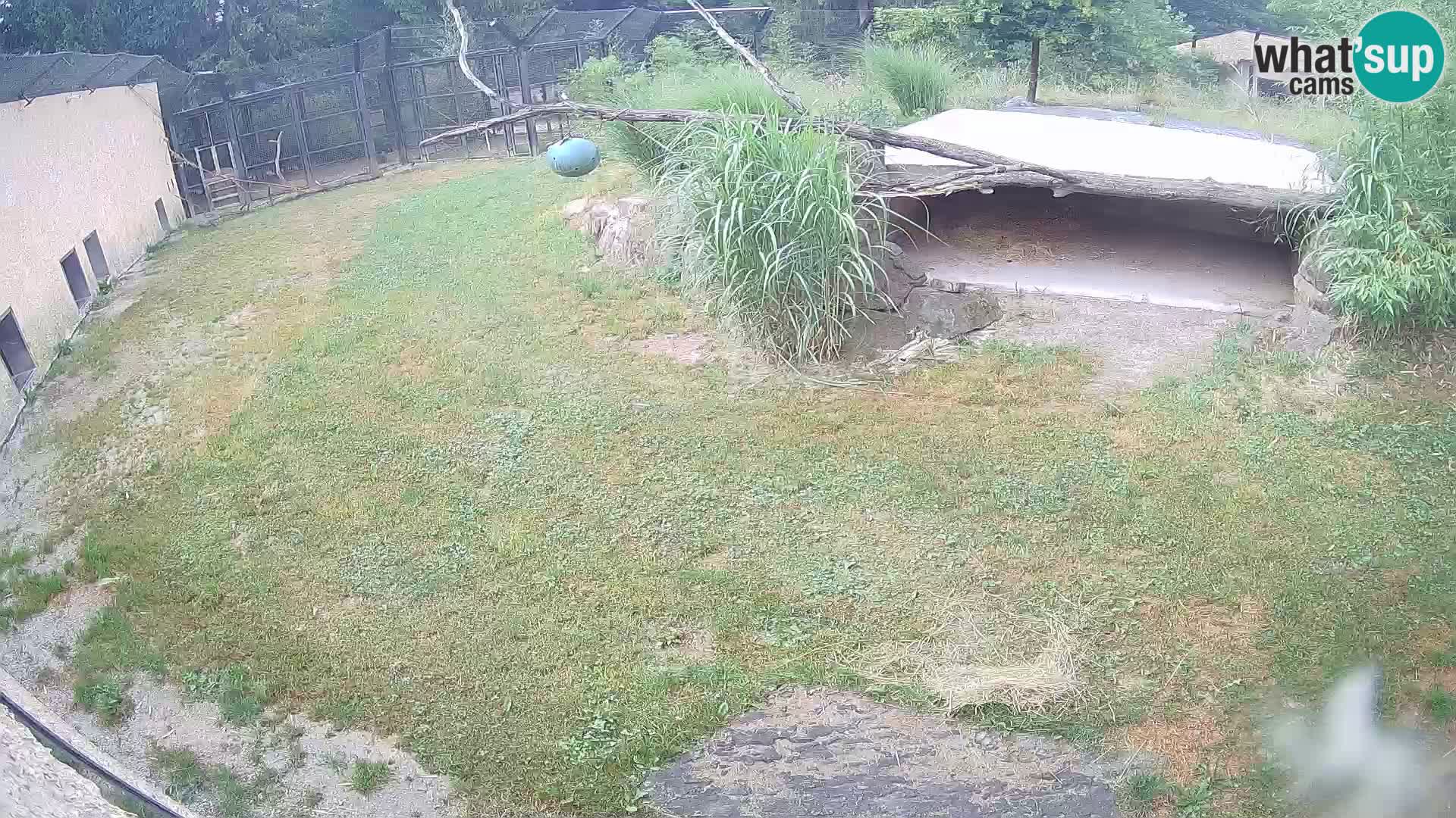 LEONE live Webcam nello zoo di Lubiana – Slovenia