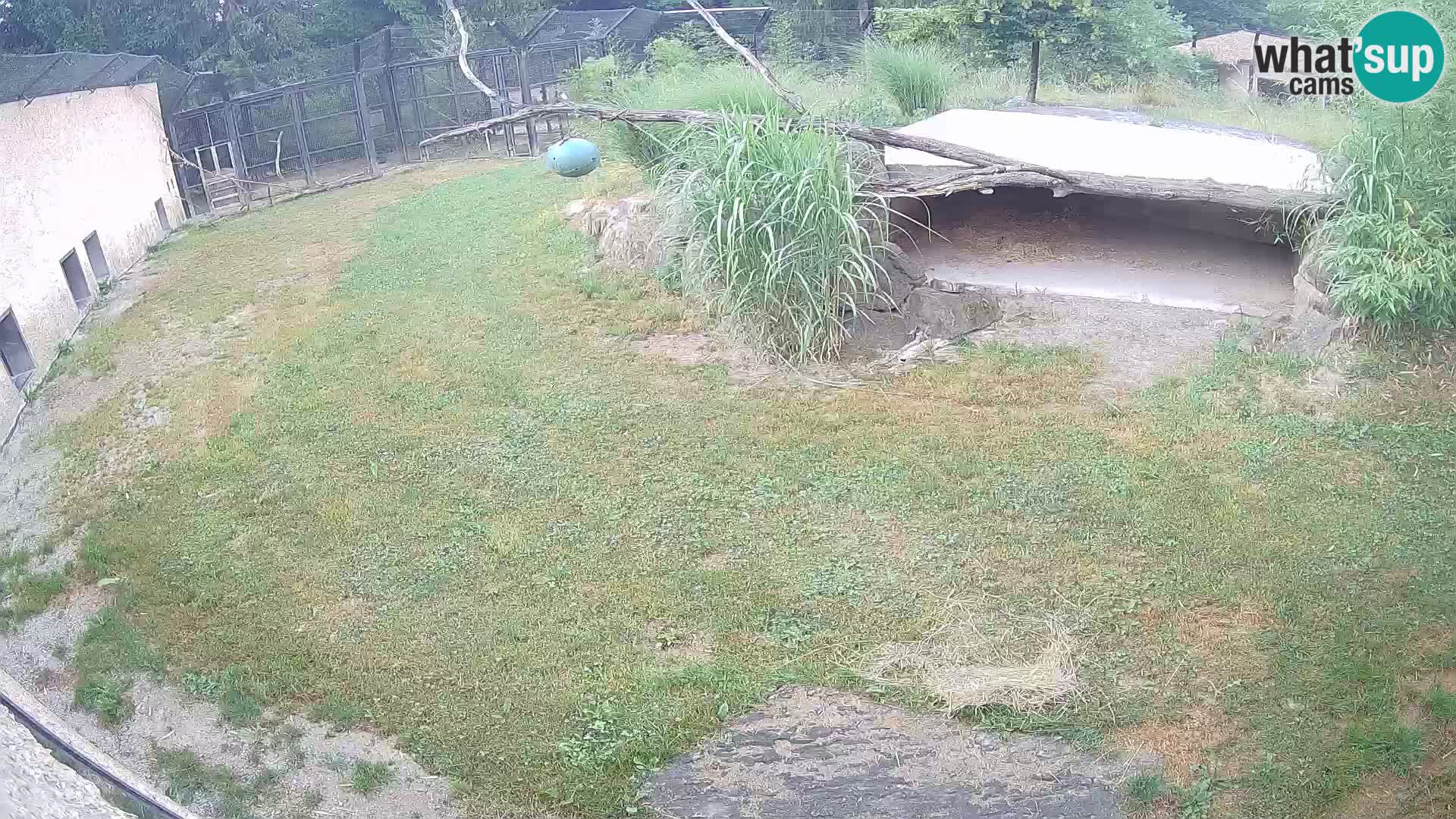 Lavovi web kamera uživo u ljubljanskom zoološkom vrtu – Slovenija
