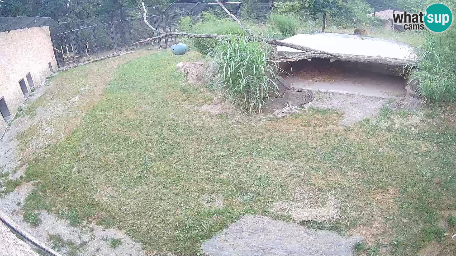 Löwe live Webcam im Zoo von Ljubljana – Slowenien