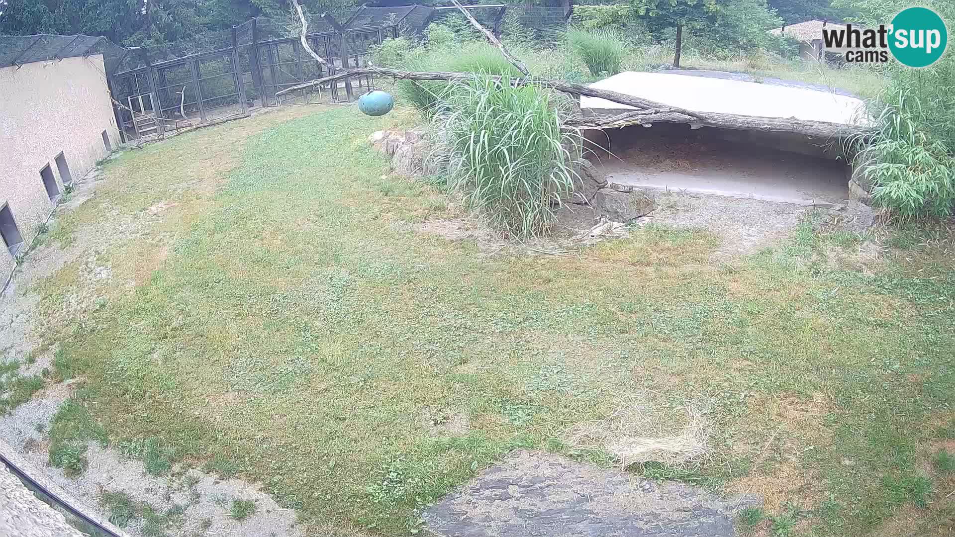 LION live Webcam in Ljubljana Zoo – Slovenia