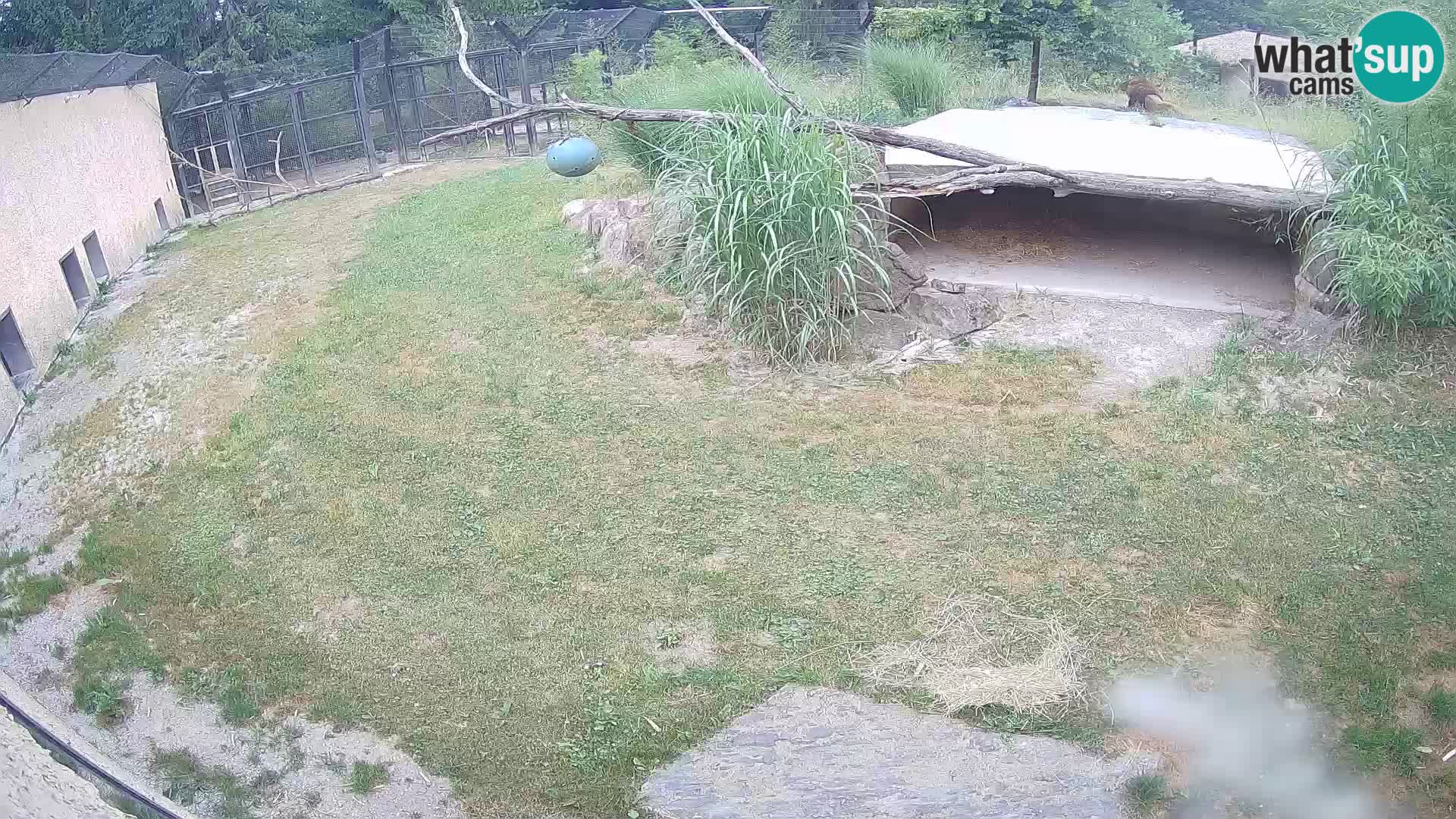 LION webcam en direct du zoo de Ljubljana – Slovénie