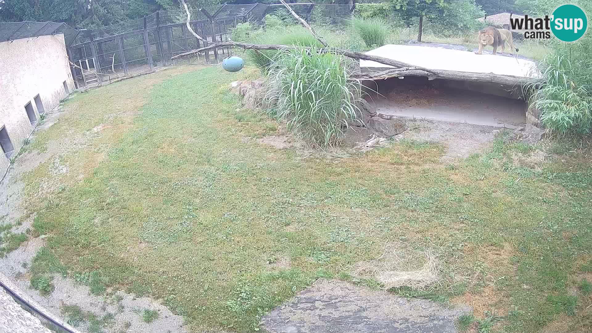 LION live Webcam in Ljubljana Zoo – Slovenia