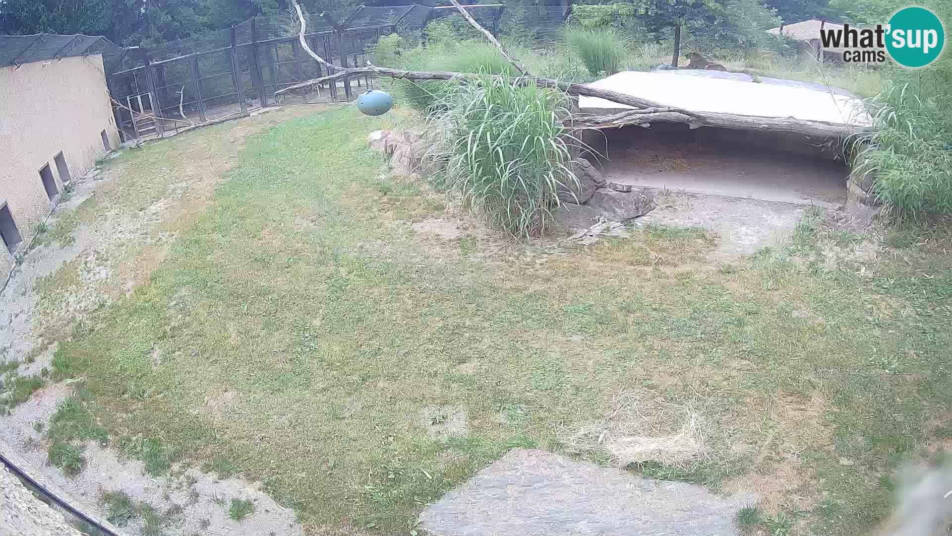 Lavovi web kamera uživo u ljubljanskom zoološkom vrtu – Slovenija