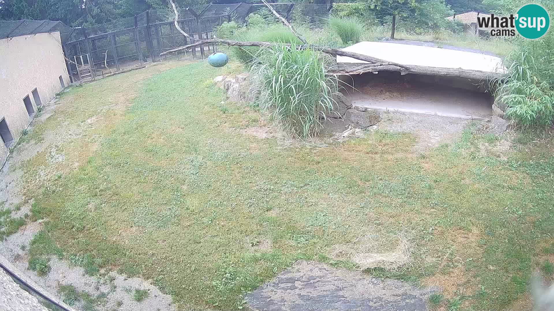 LEVI spletna kamera v živalskem vrtu Ljubljana Zoo