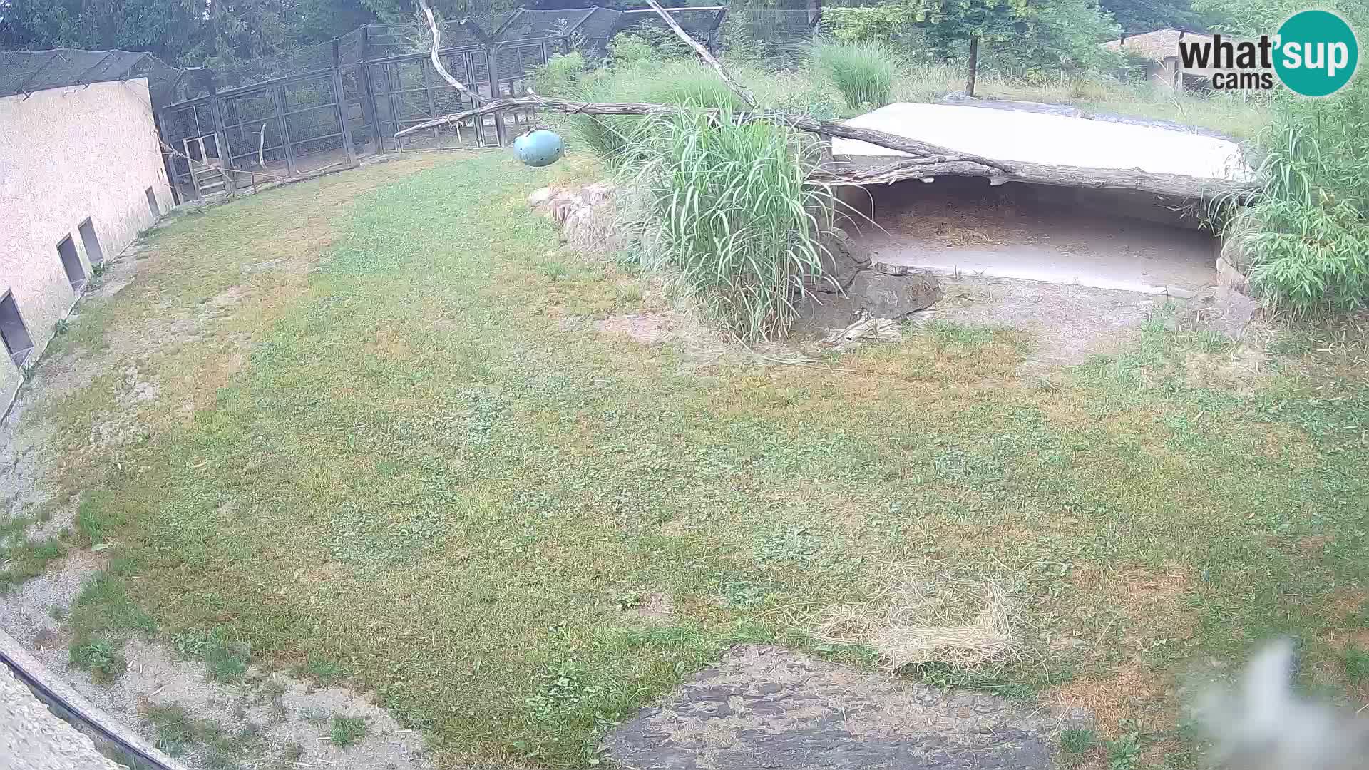 Lavovi web kamera uživo u ljubljanskom zoološkom vrtu – Slovenija