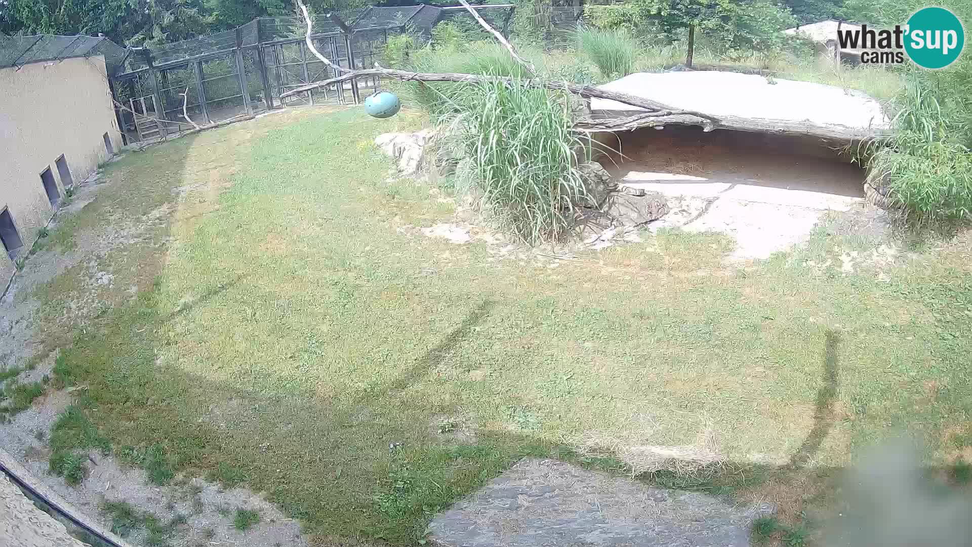 Lavovi web kamera uživo u ljubljanskom zoološkom vrtu – Slovenija