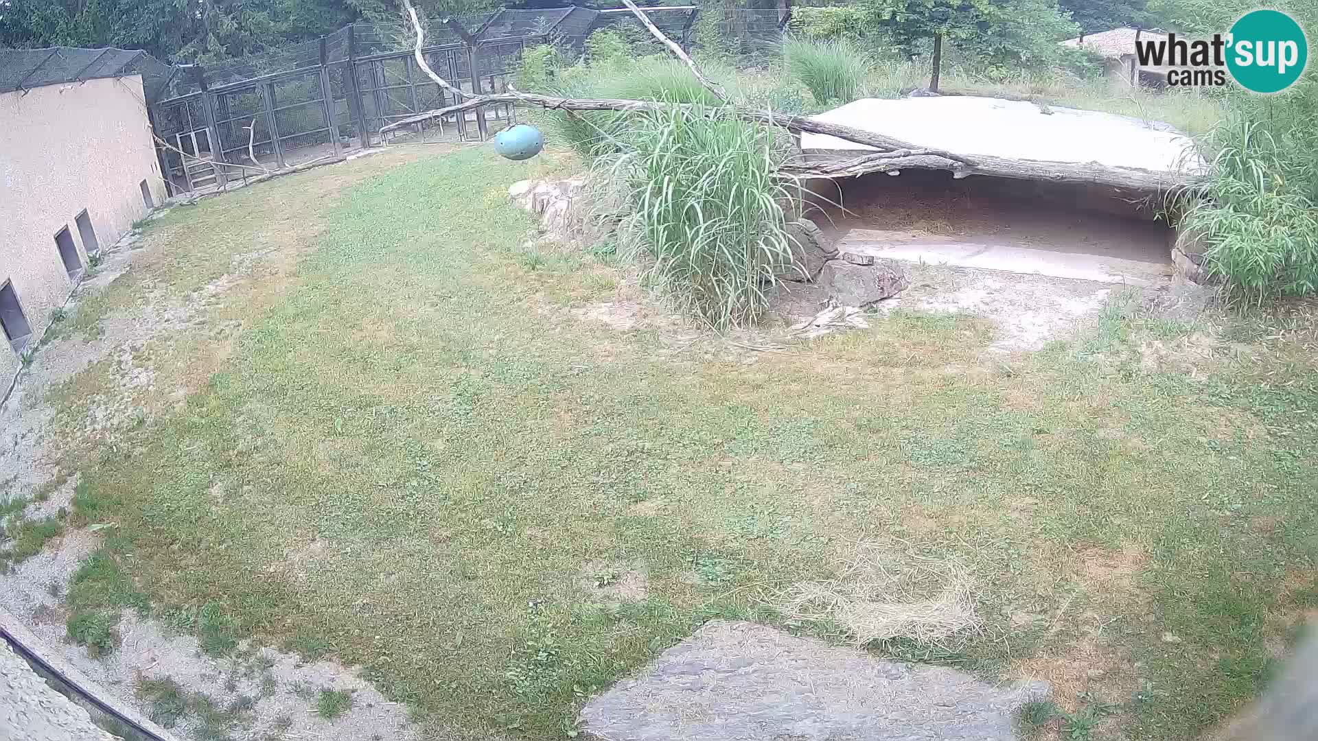 LEON Webcam en vivo en Ljubljana Zoo – Eslovenia