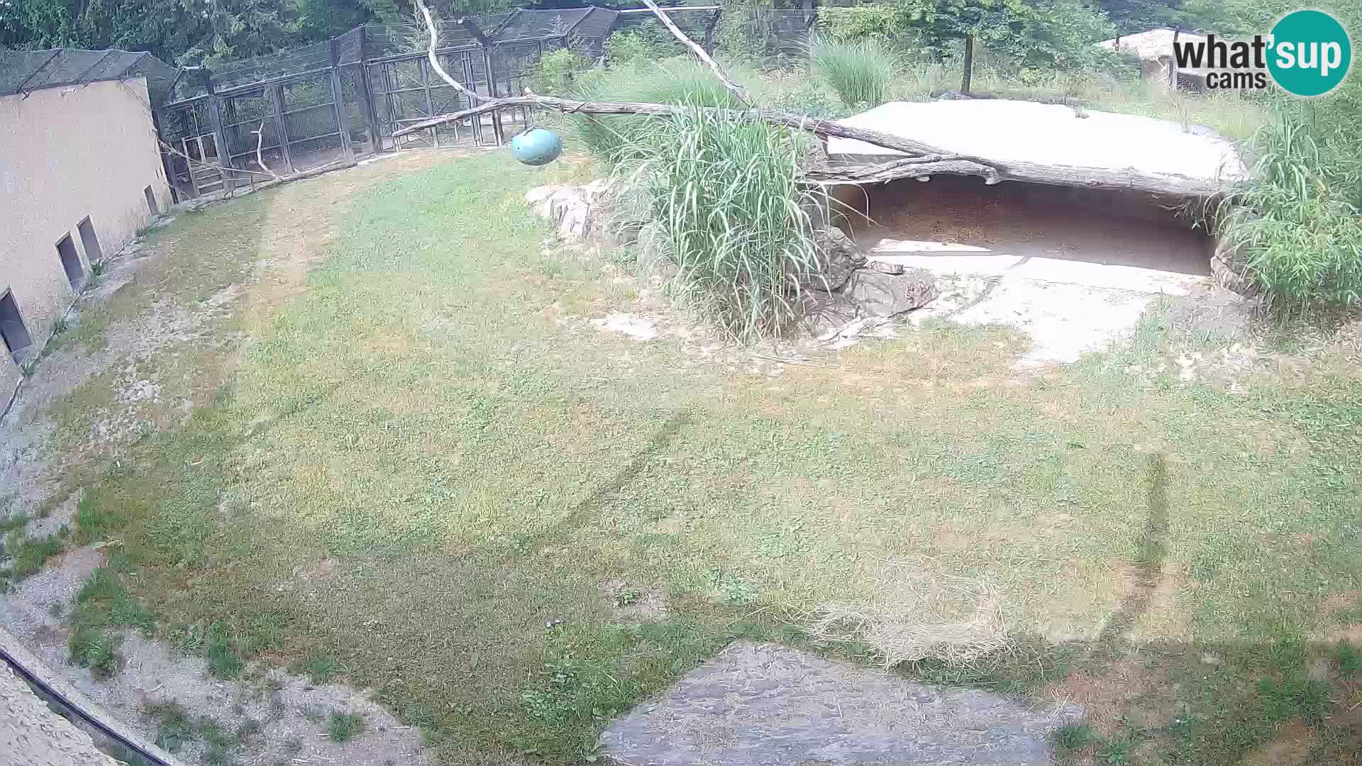 Lavovi web kamera uživo u ljubljanskom zoološkom vrtu – Slovenija