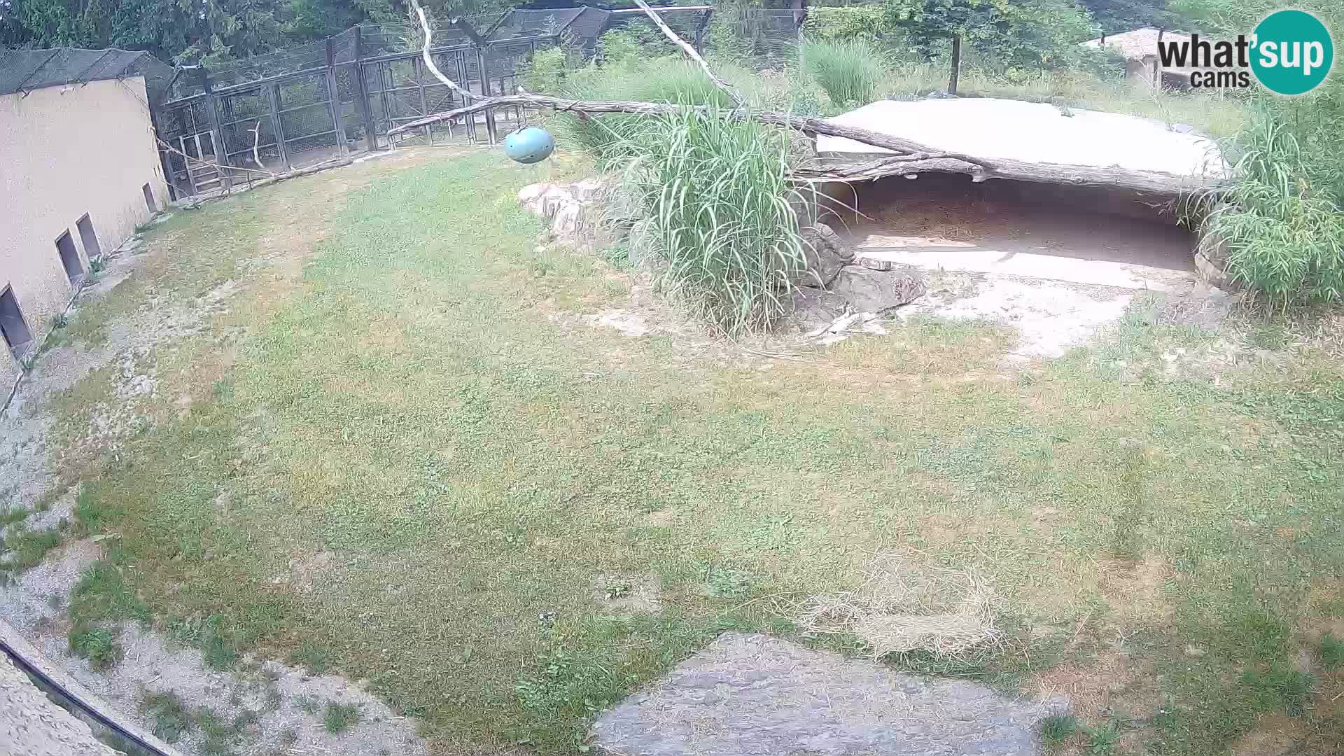 Löwe live Webcam im Zoo von Ljubljana – Slowenien