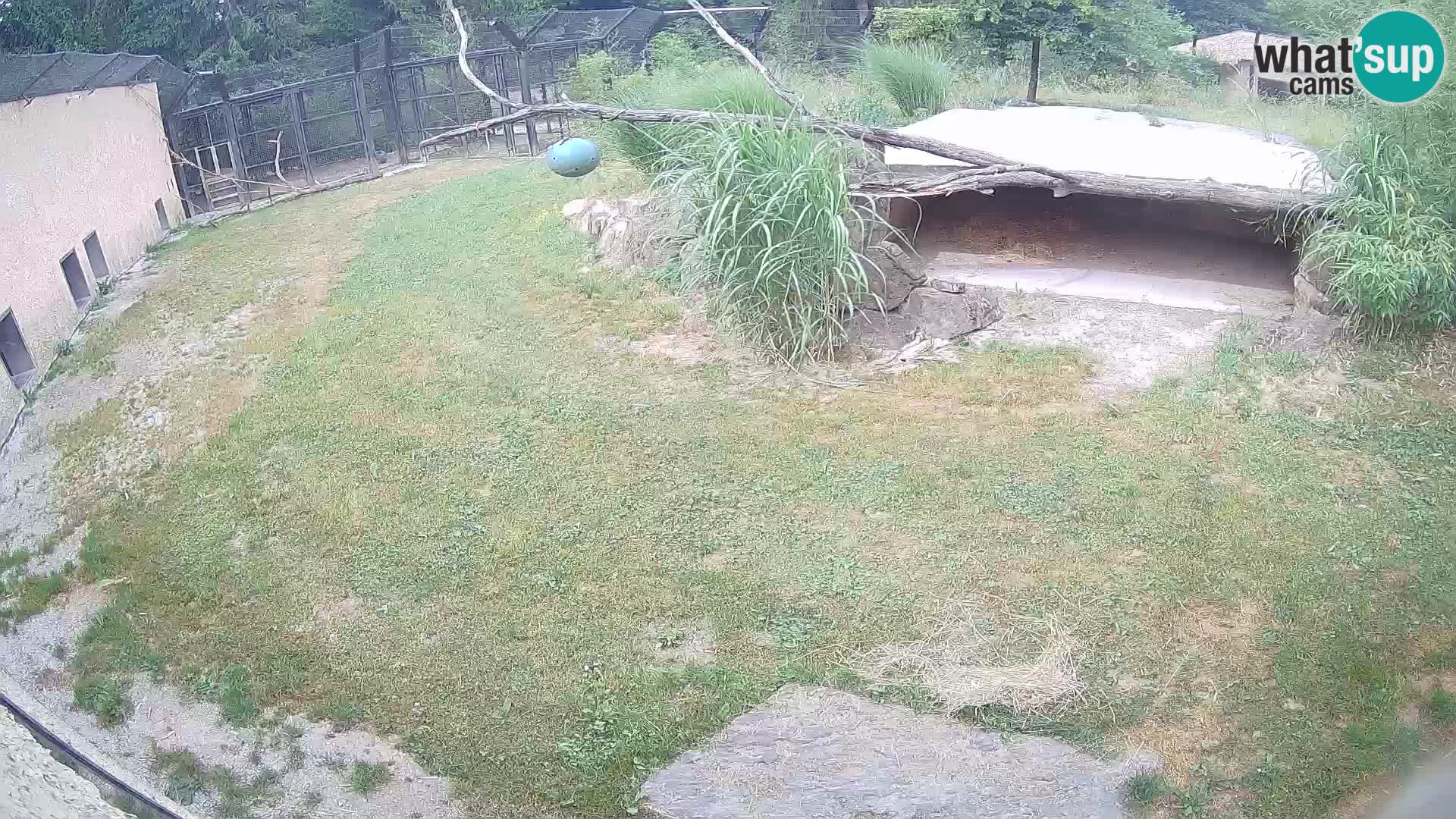 LION webcam en direct du zoo de Ljubljana – Slovénie