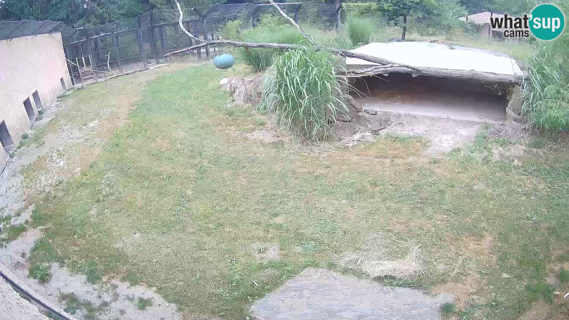 LEVI spletna kamera v živalskem vrtu Ljubljana Zoo