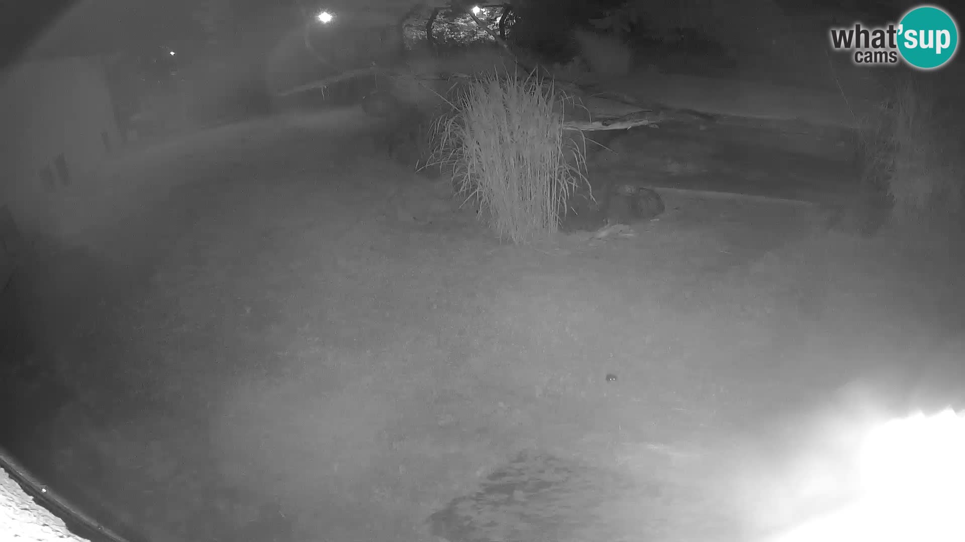 LEONE live Webcam nello zoo di Lubiana – Slovenia