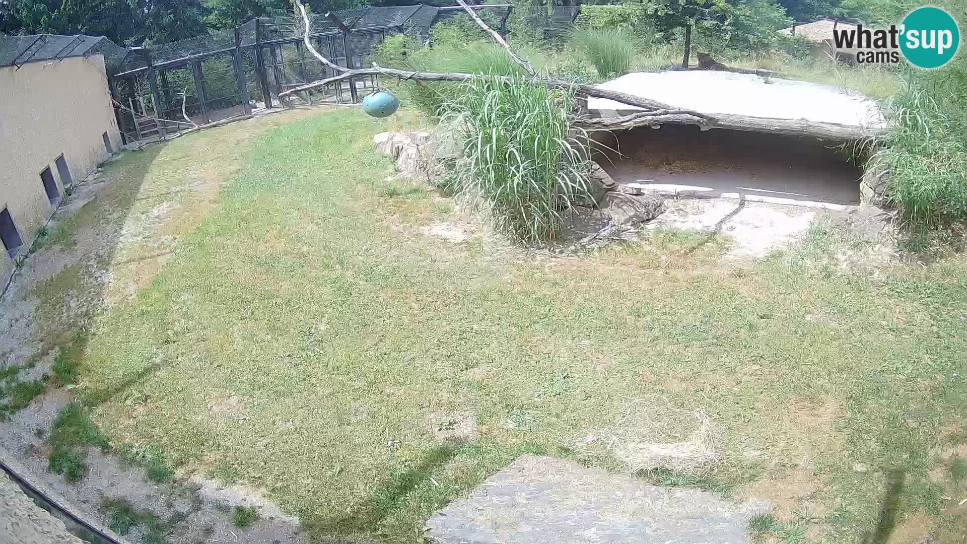 Lavovi web kamera uživo u ljubljanskom zoološkom vrtu – Slovenija