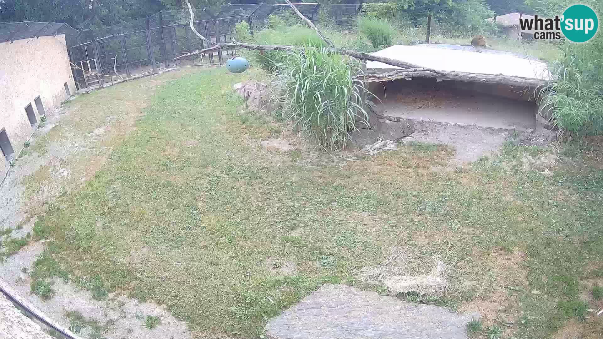 LEON Webcam en vivo en Ljubljana Zoo – Eslovenia