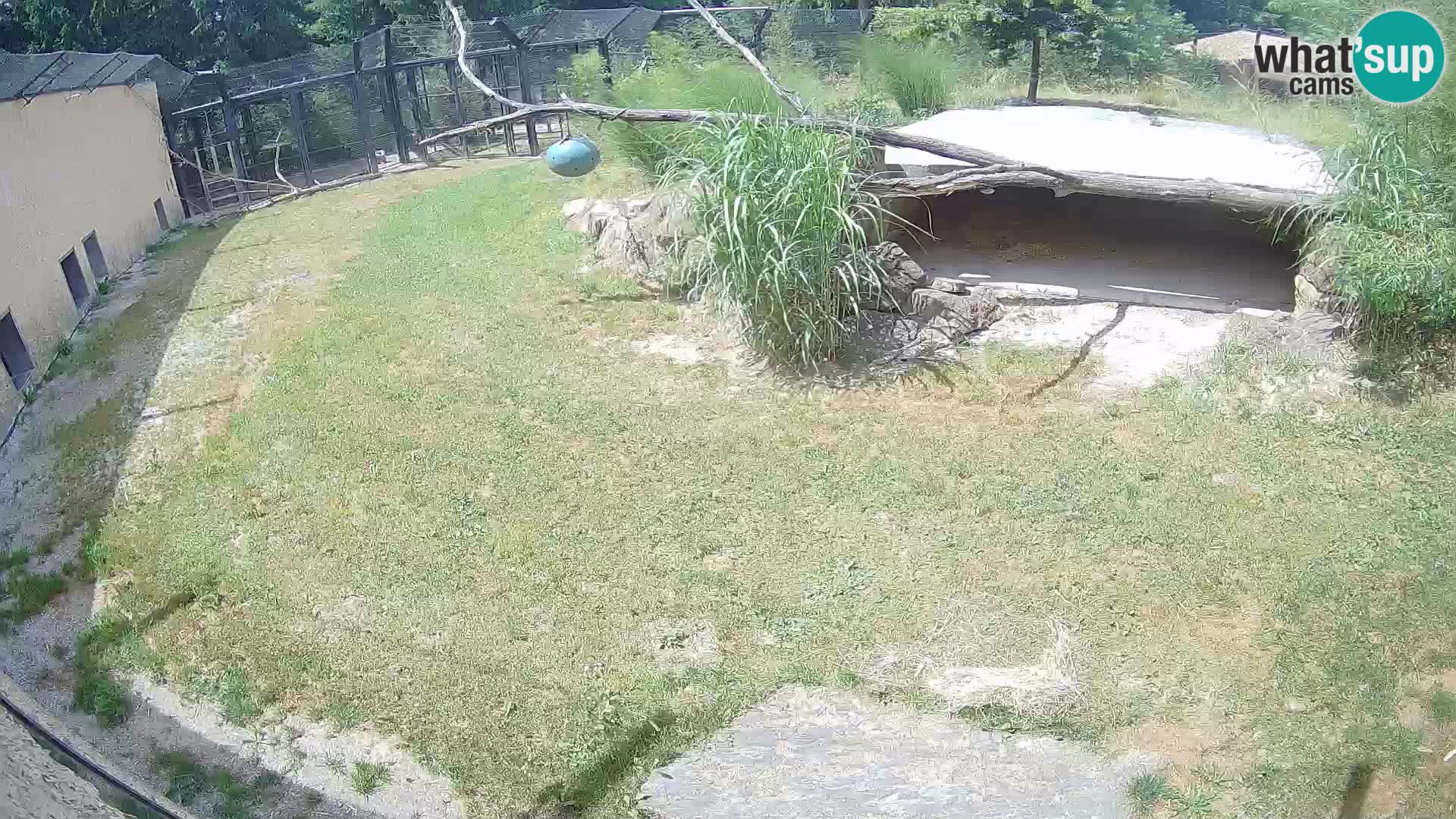 LEONE live Webcam nello zoo di Lubiana – Slovenia
