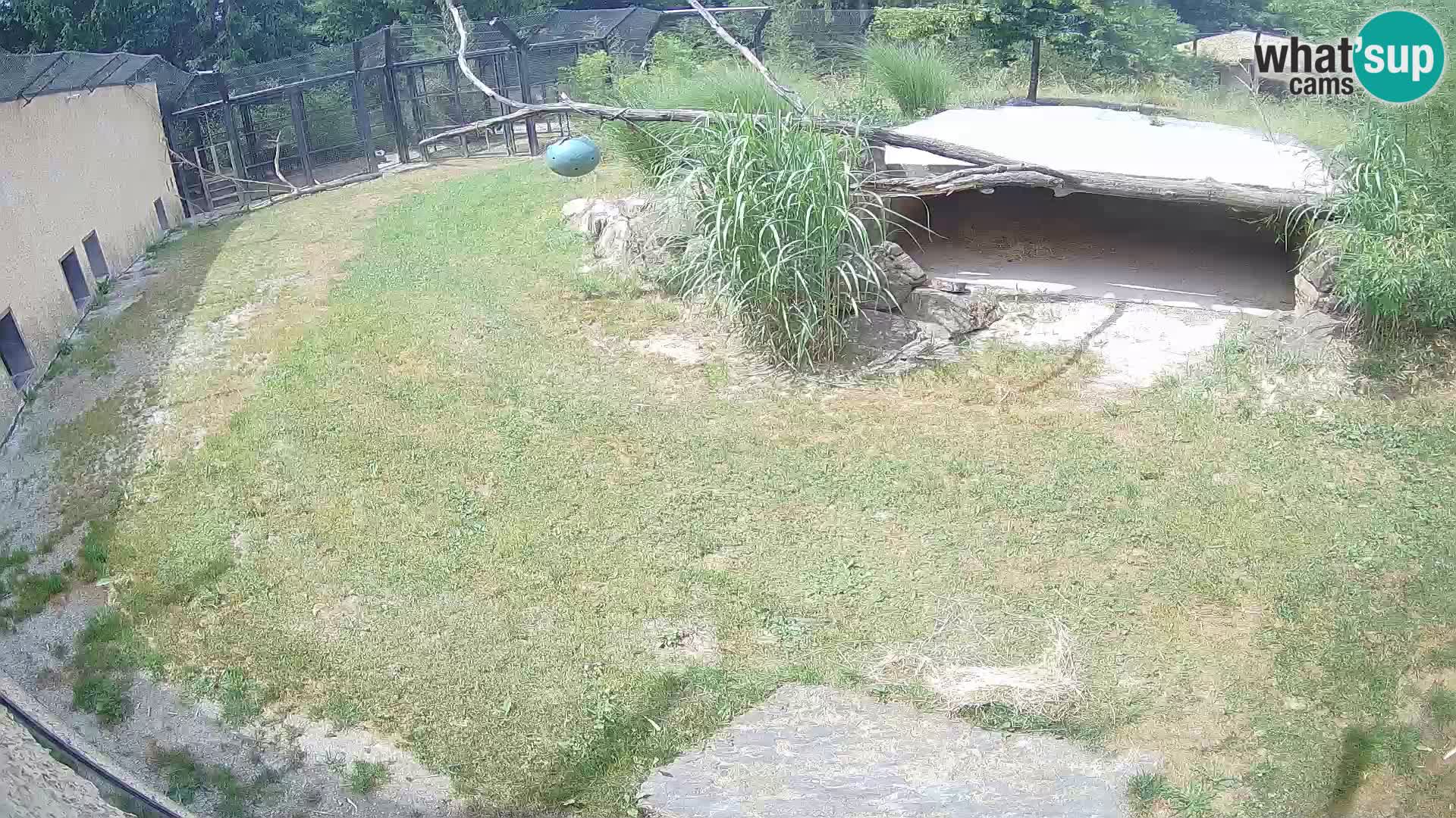 Lavovi web kamera uživo u ljubljanskom zoološkom vrtu – Slovenija