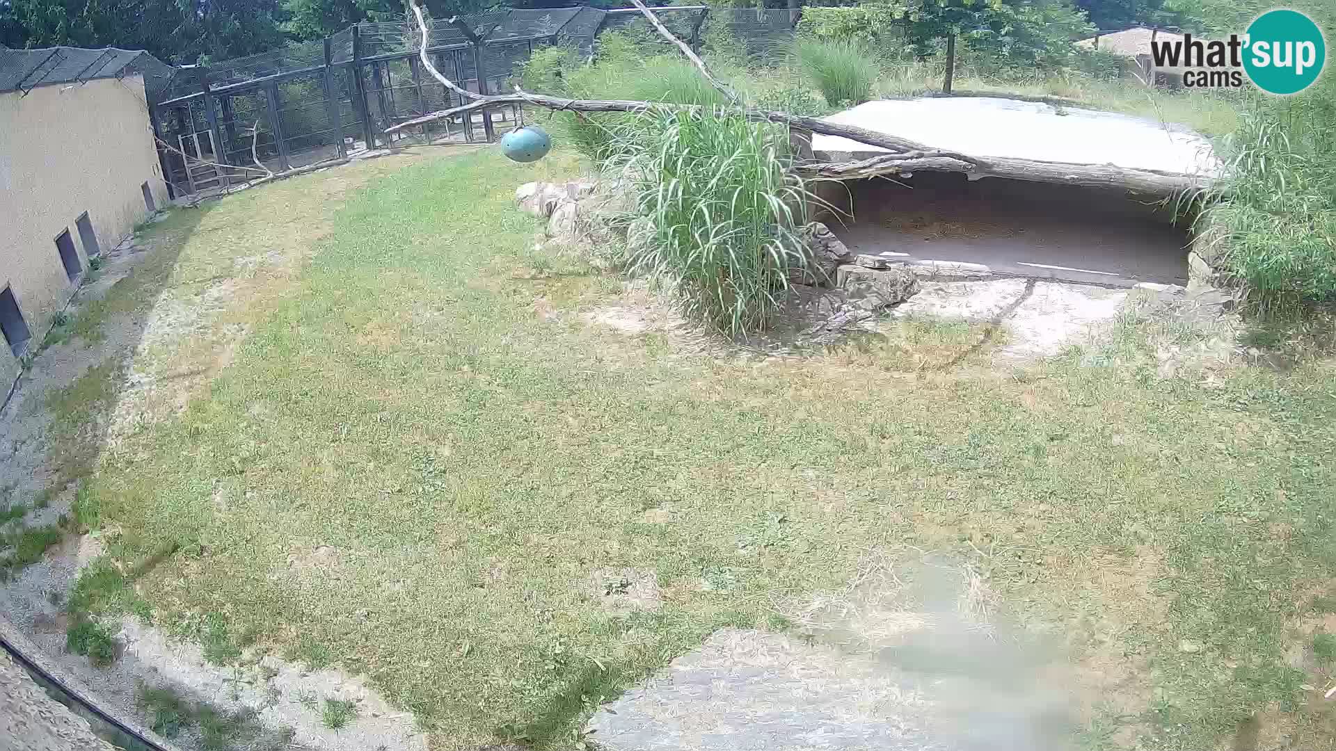 LEONE live Webcam nello zoo di Lubiana – Slovenia
