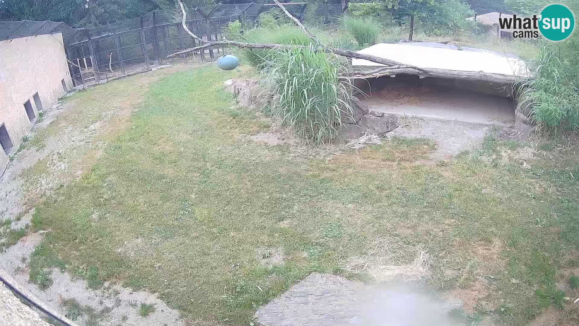 LEON Webcam en vivo en Ljubljana Zoo – Eslovenia
