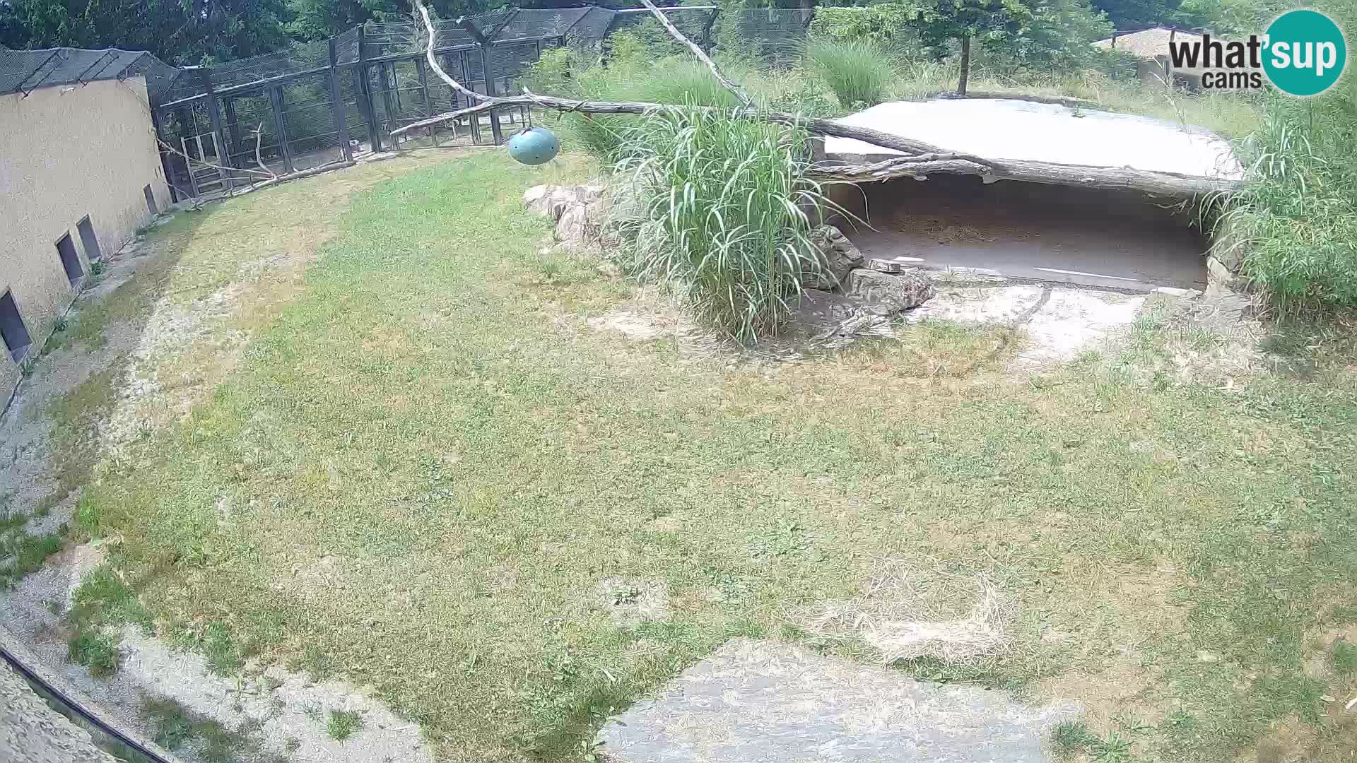 Löwe live Webcam im Zoo von Ljubljana – Slowenien