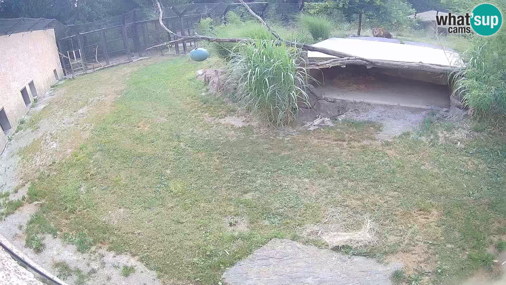 Löwe live Webcam im Zoo von Ljubljana – Slowenien