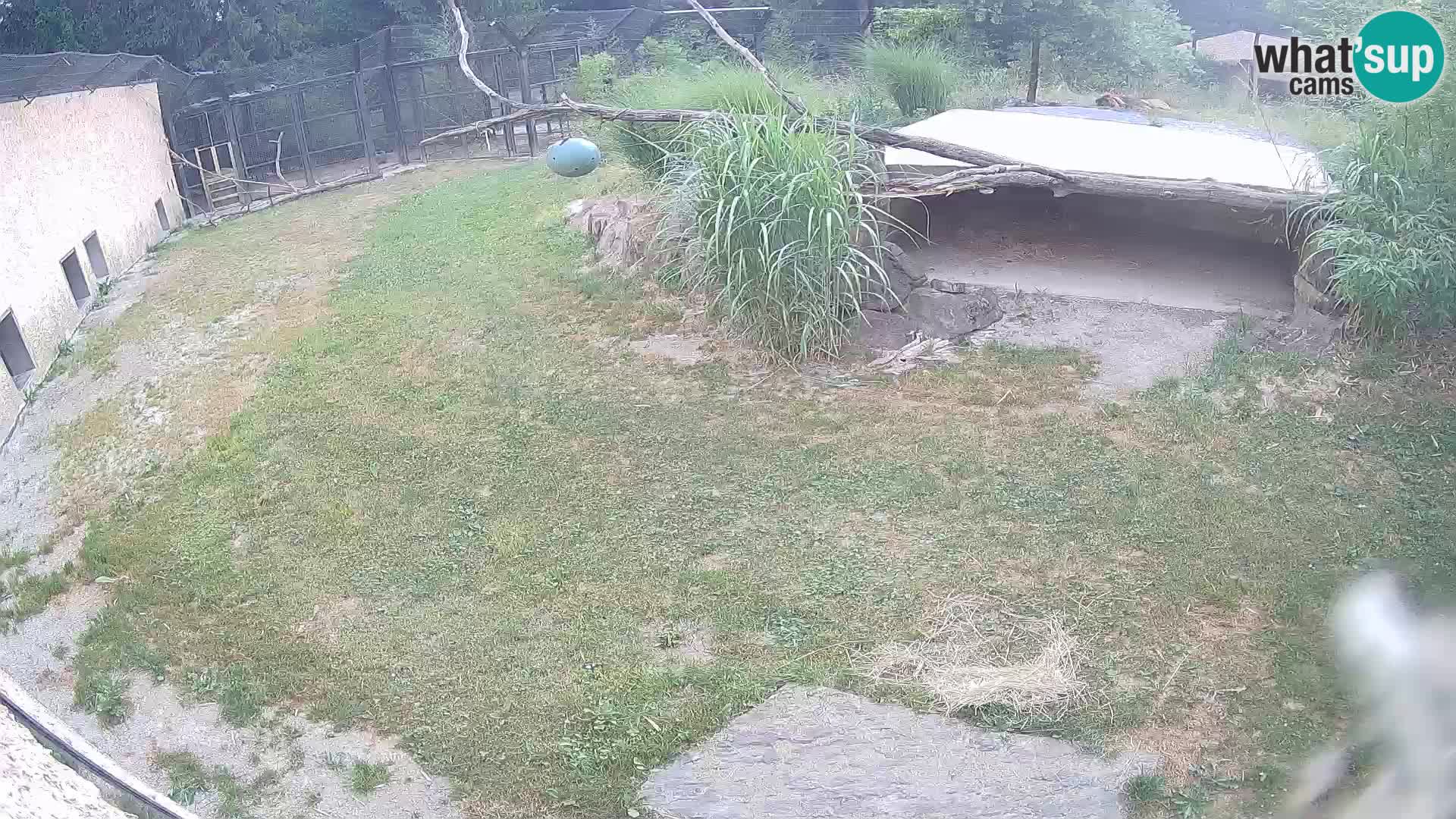 Löwe live Webcam im Zoo von Ljubljana – Slowenien