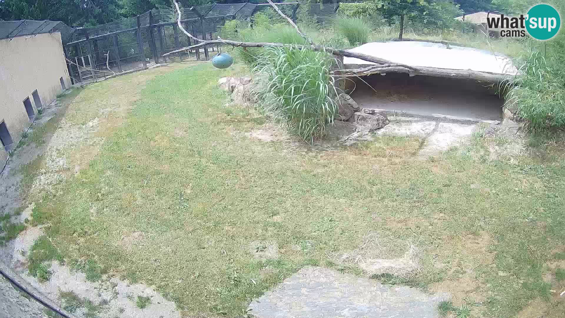 LION webcam en direct du zoo de Ljubljana – Slovénie