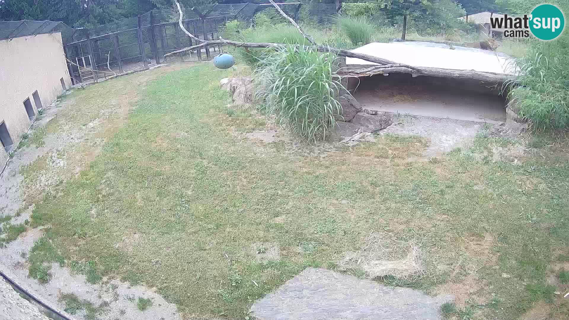 Lavovi web kamera uživo u ljubljanskom zoološkom vrtu – Slovenija