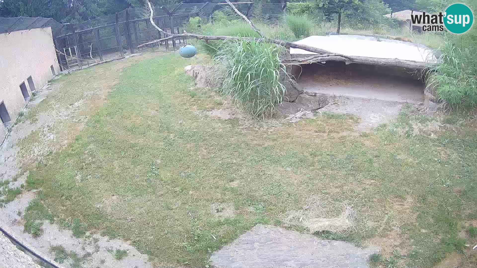 LEONE live Webcam nello zoo di Lubiana – Slovenia