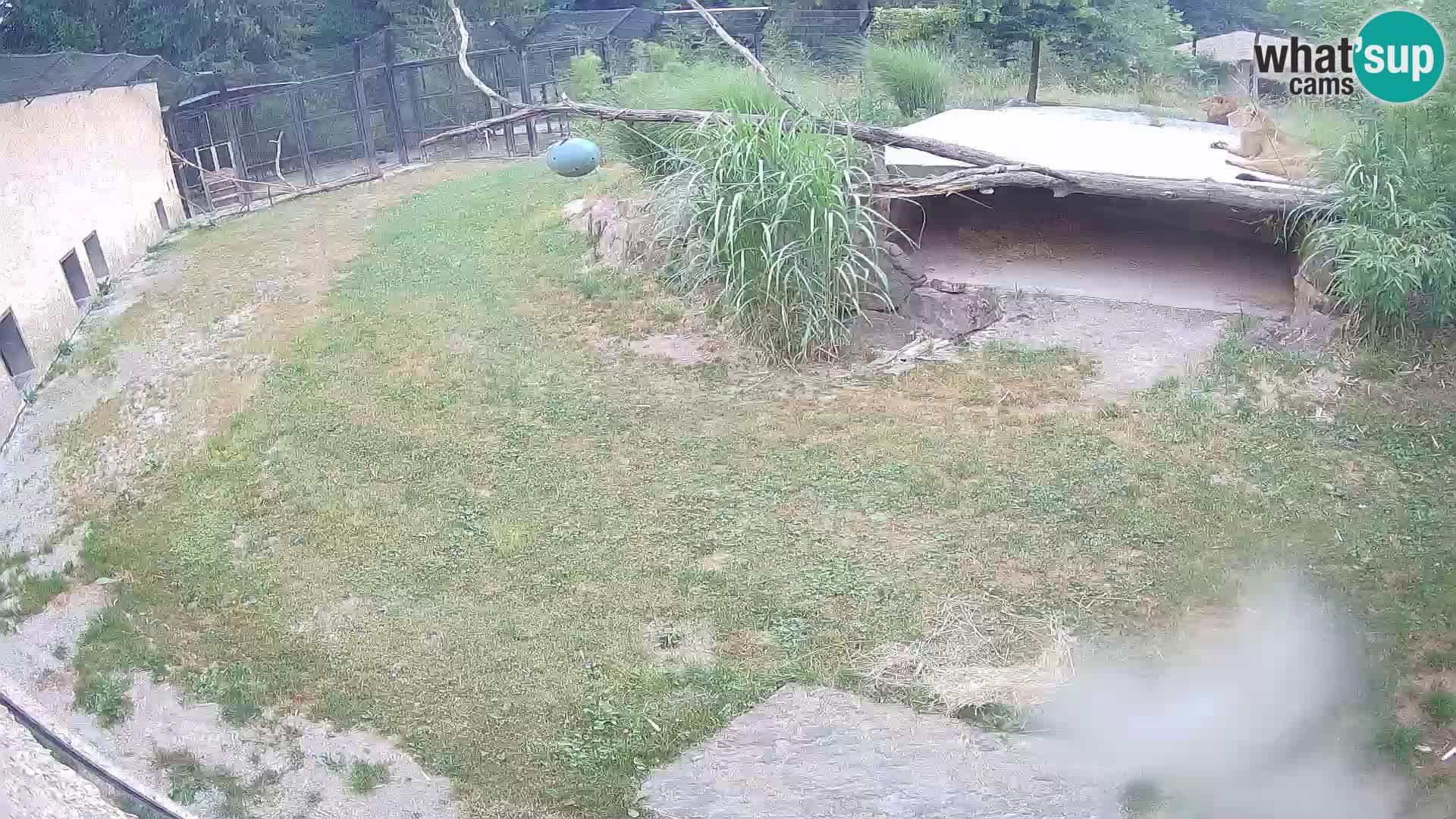 LEONE live Webcam nello zoo di Lubiana – Slovenia