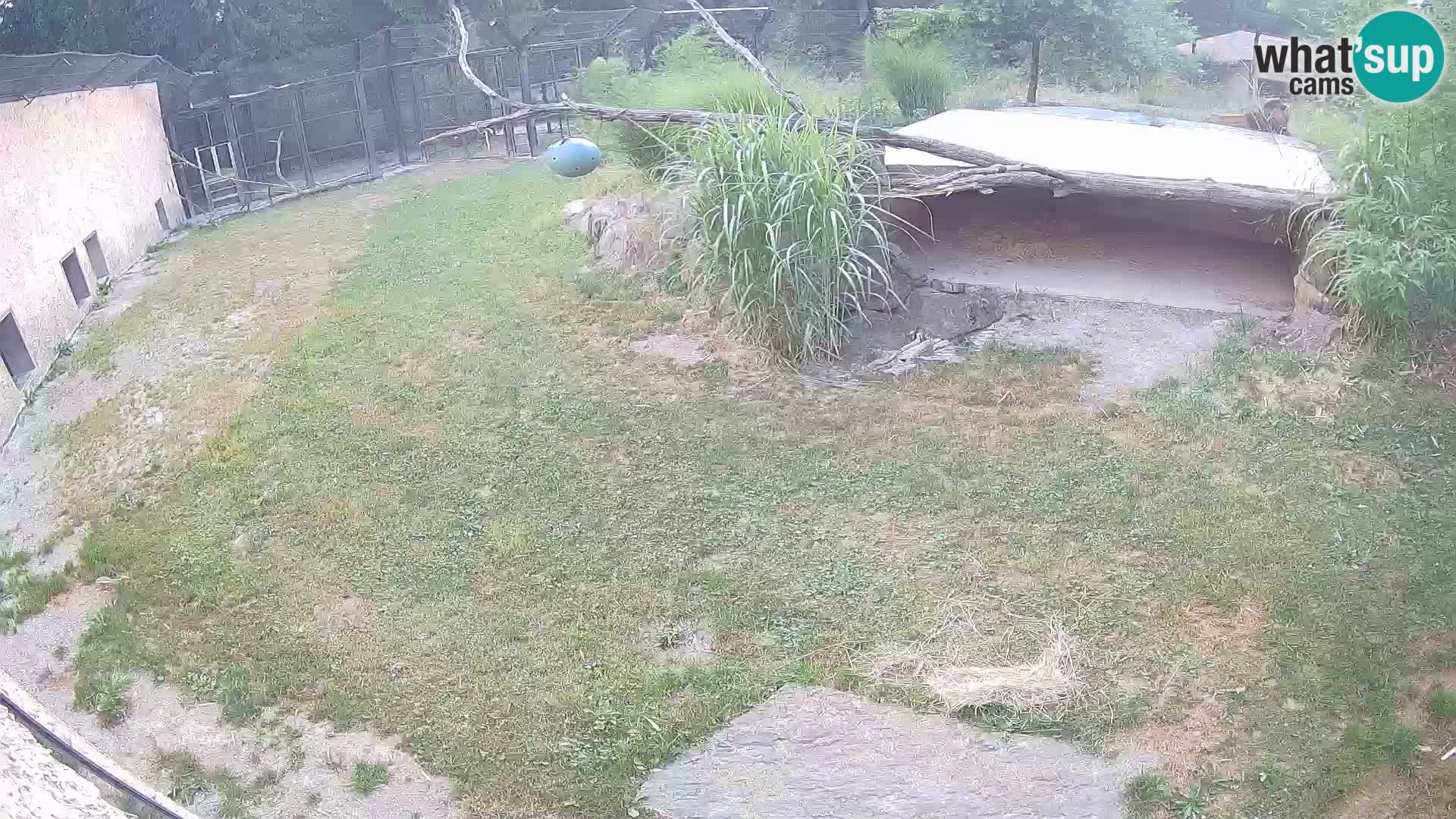 LEVI spletna kamera v živalskem vrtu Ljubljana Zoo